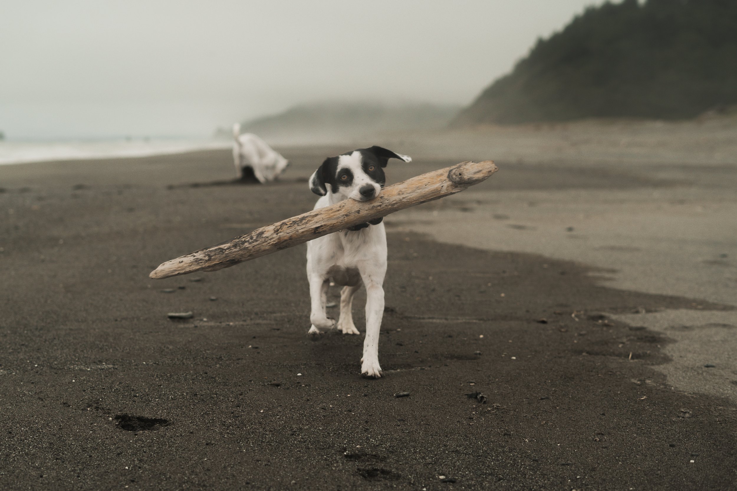 Pets-142.jpg