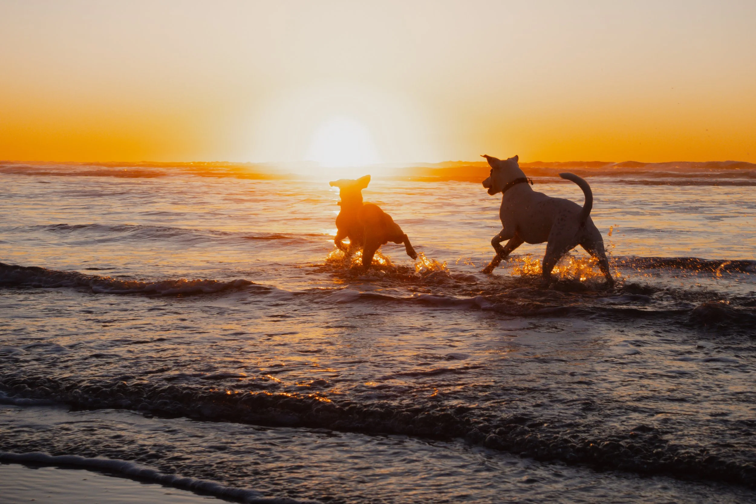 Pets-95.jpg