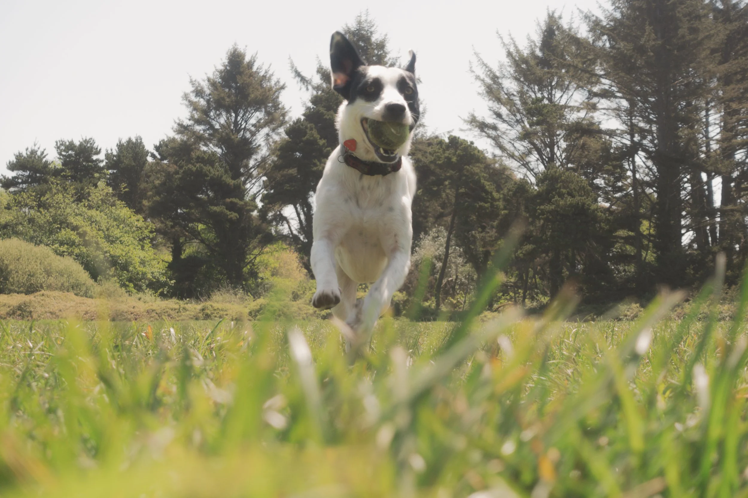 Pets-180.jpg