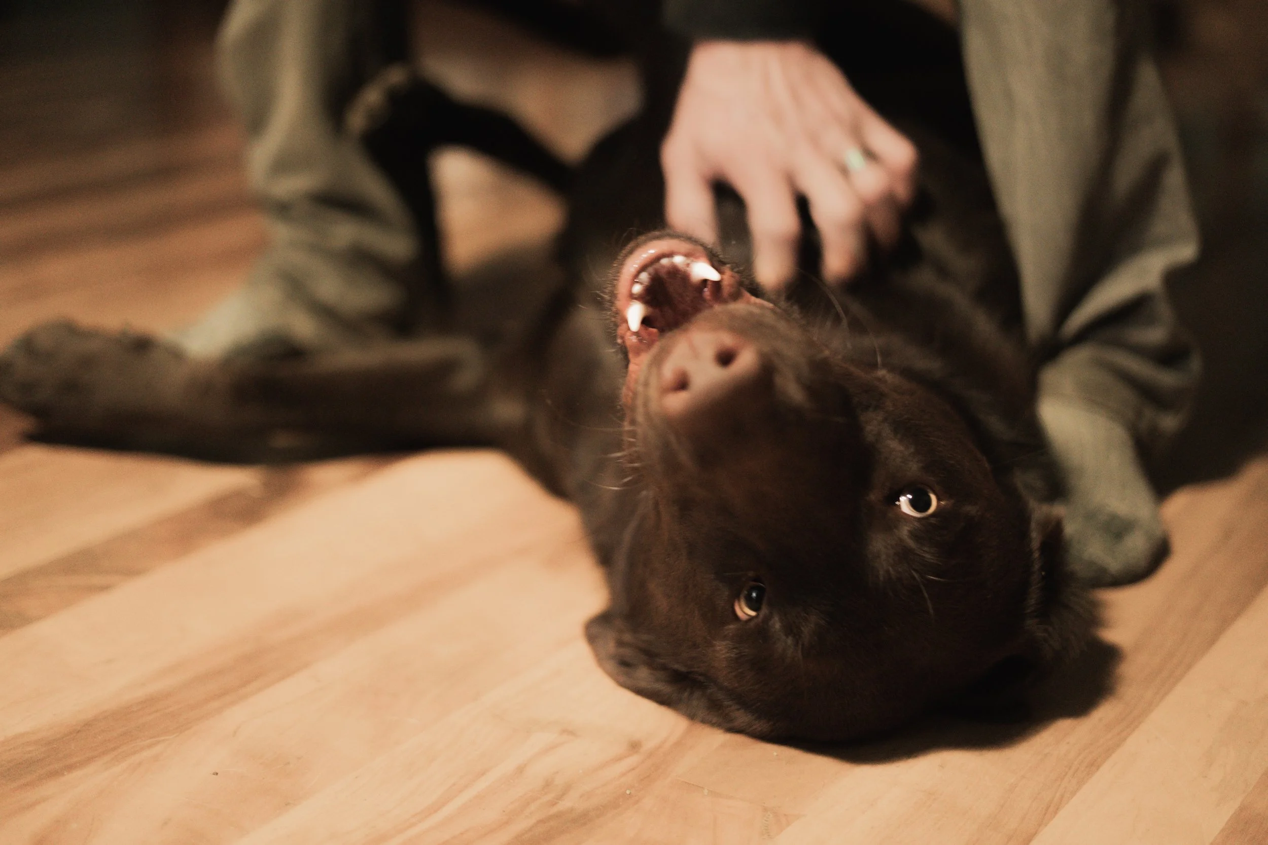 Pets-48.jpg
