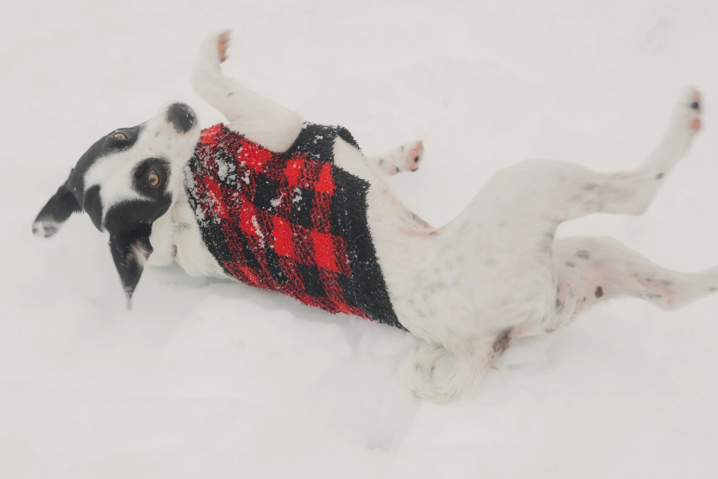 Pets-103.jpg