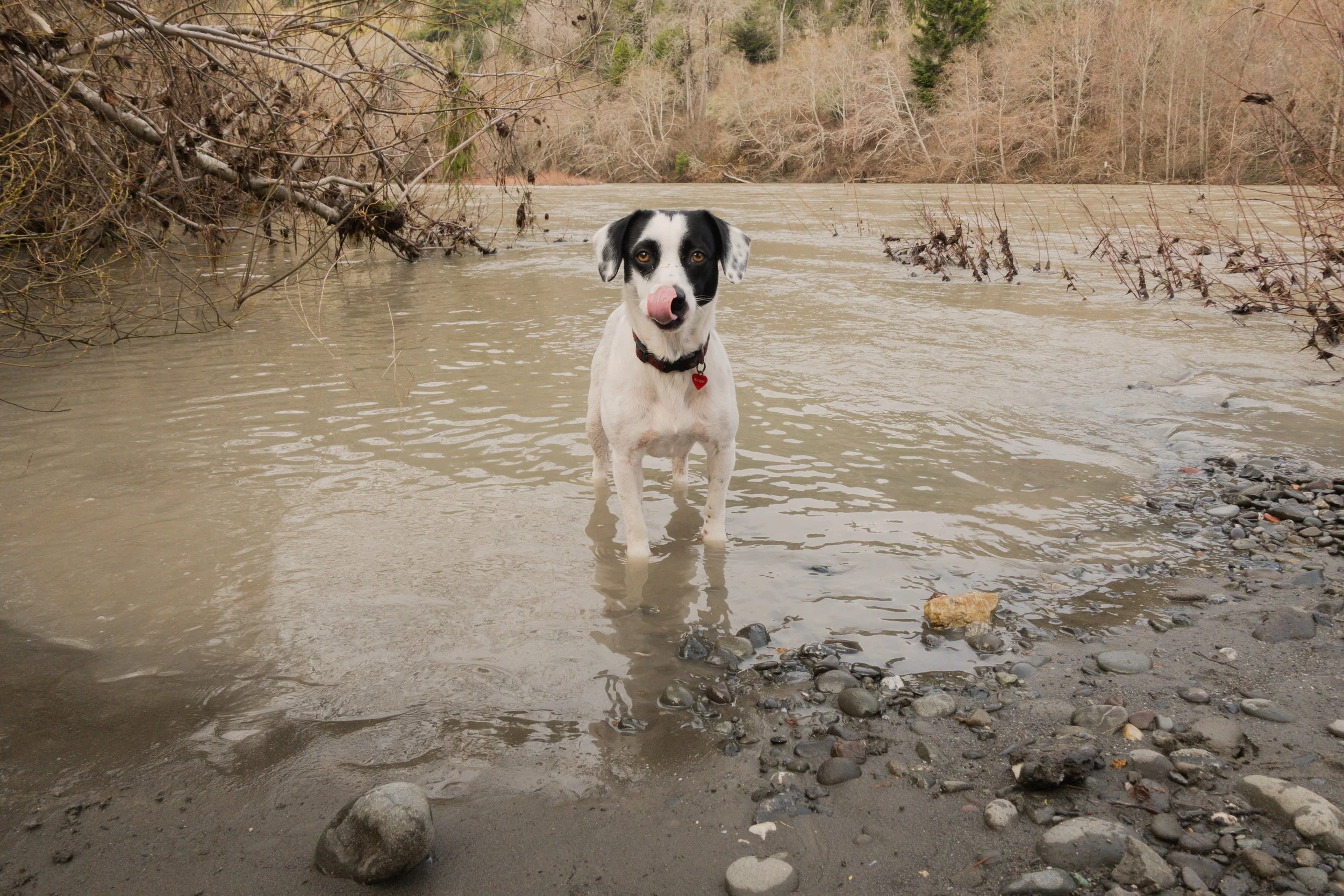 Pets-69.jpg