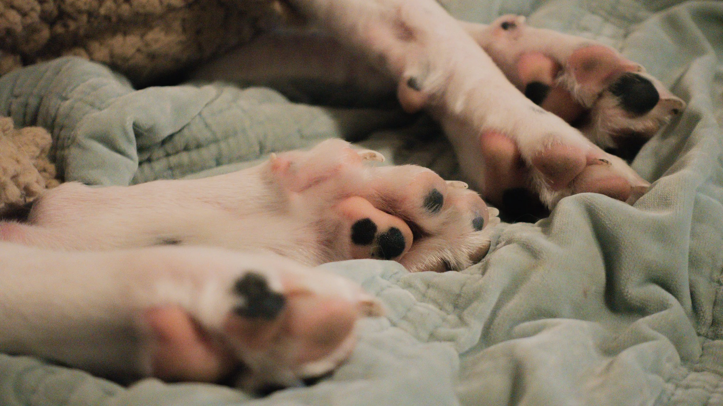 PetCollageOrdered_05.jpg