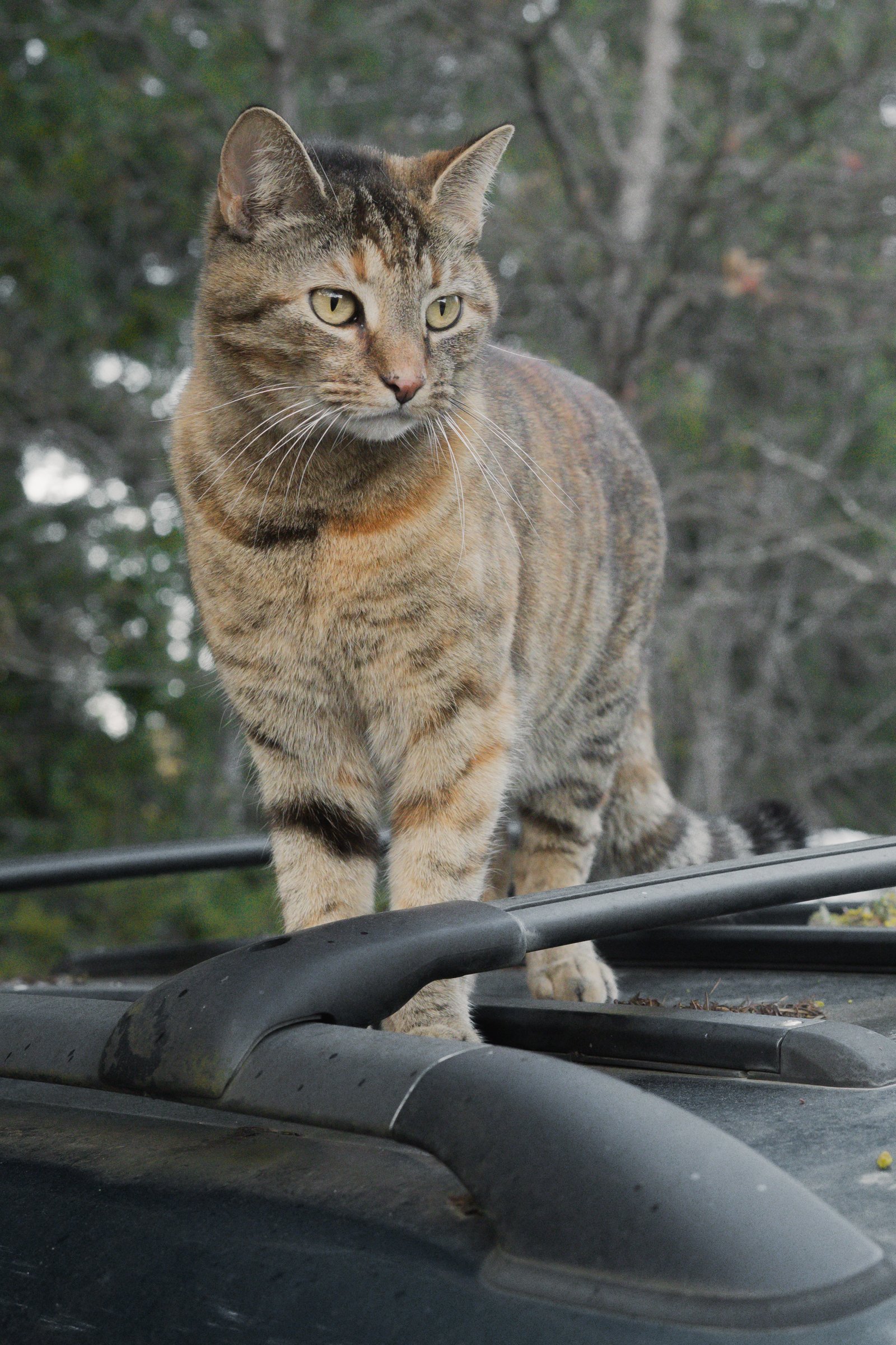 Pets-175.jpg