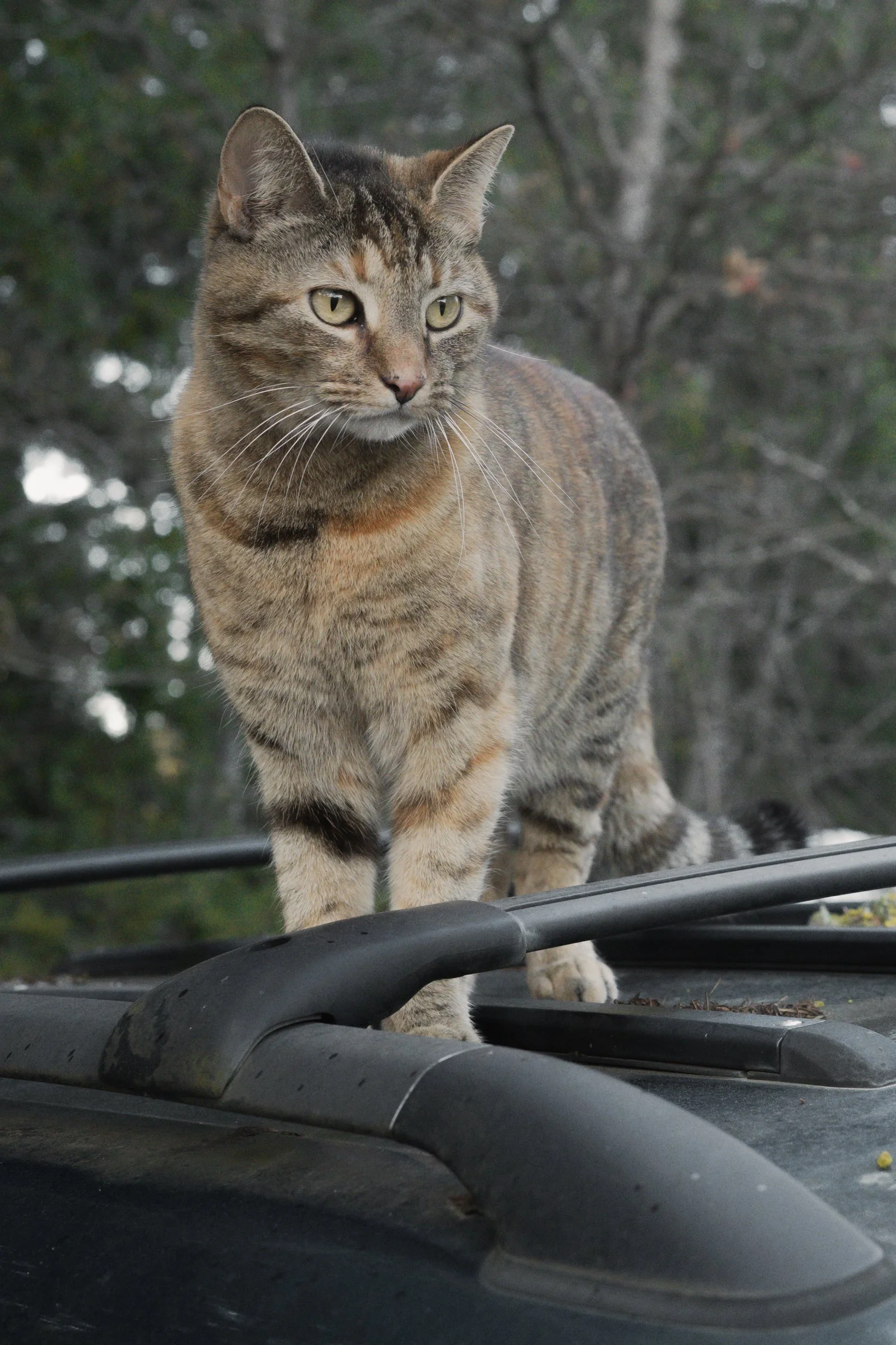 Pets-70.jpg