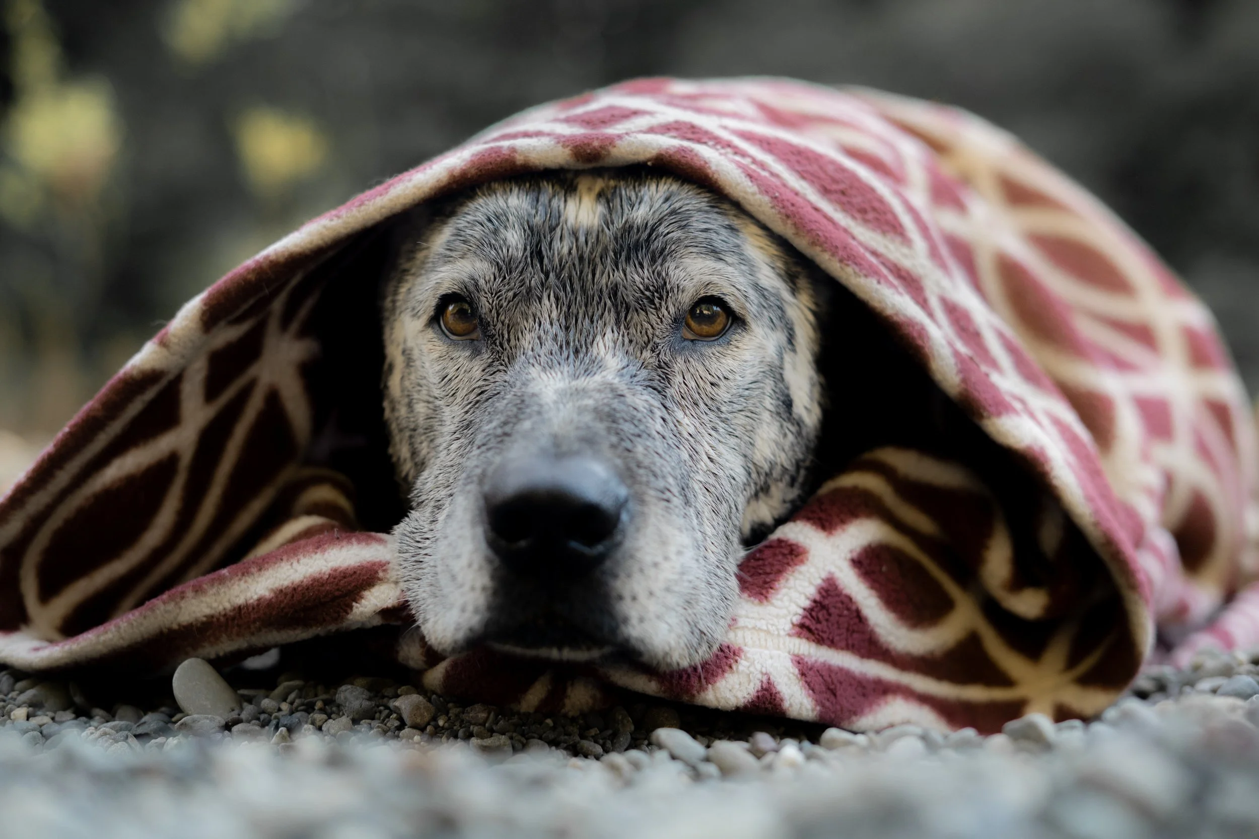 Pets-16.jpg