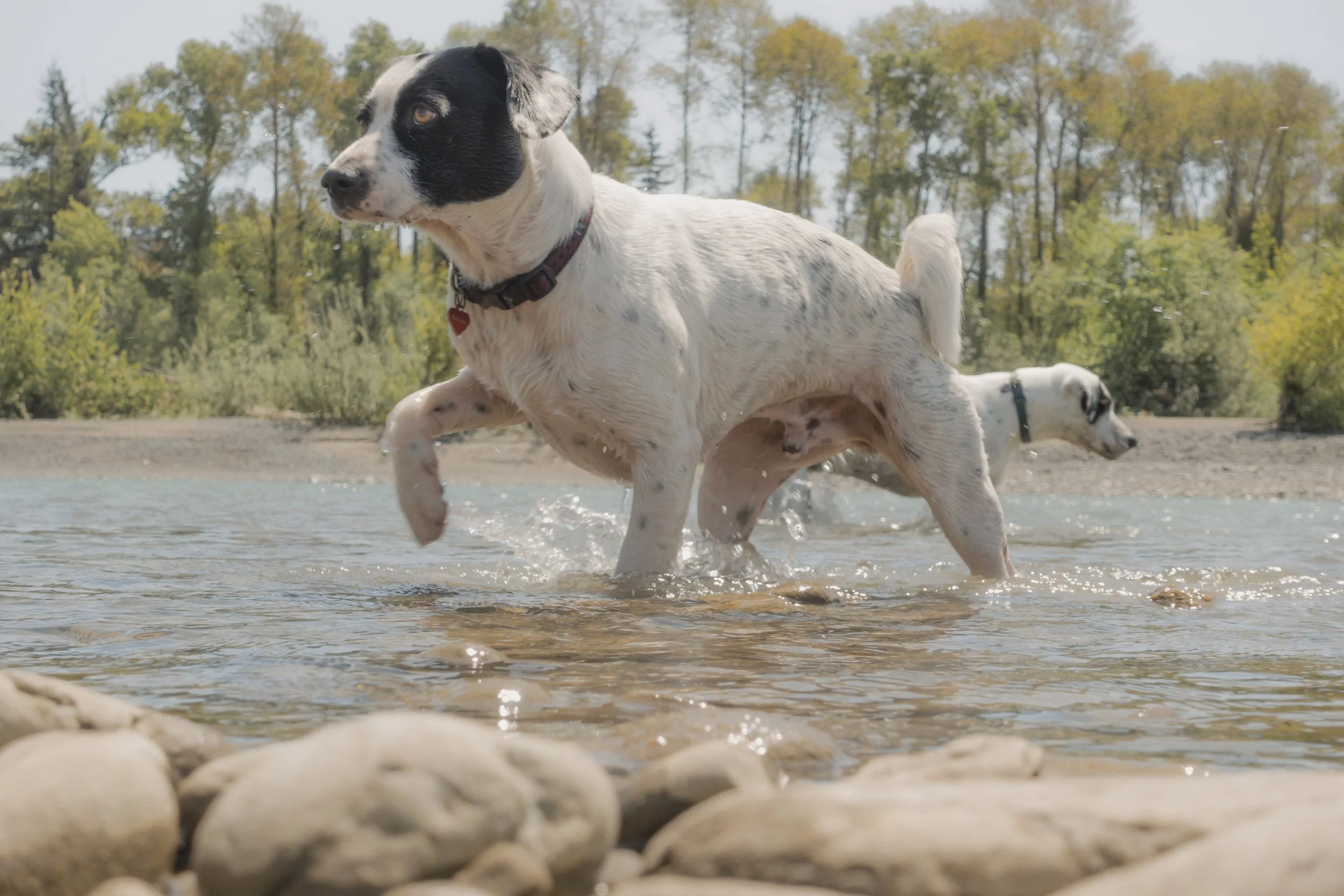 Pets-182.jpg