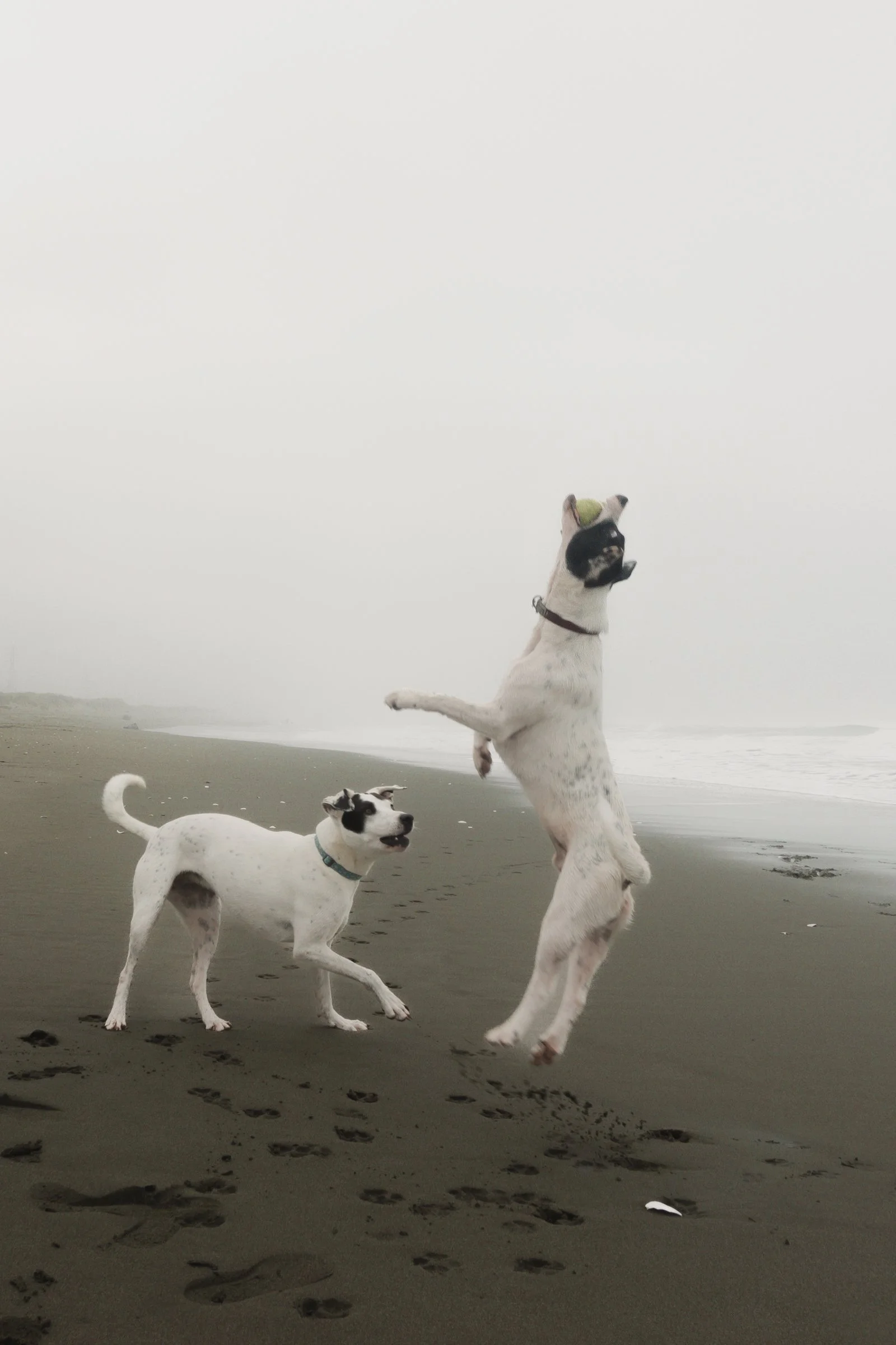 Pets-218.jpg