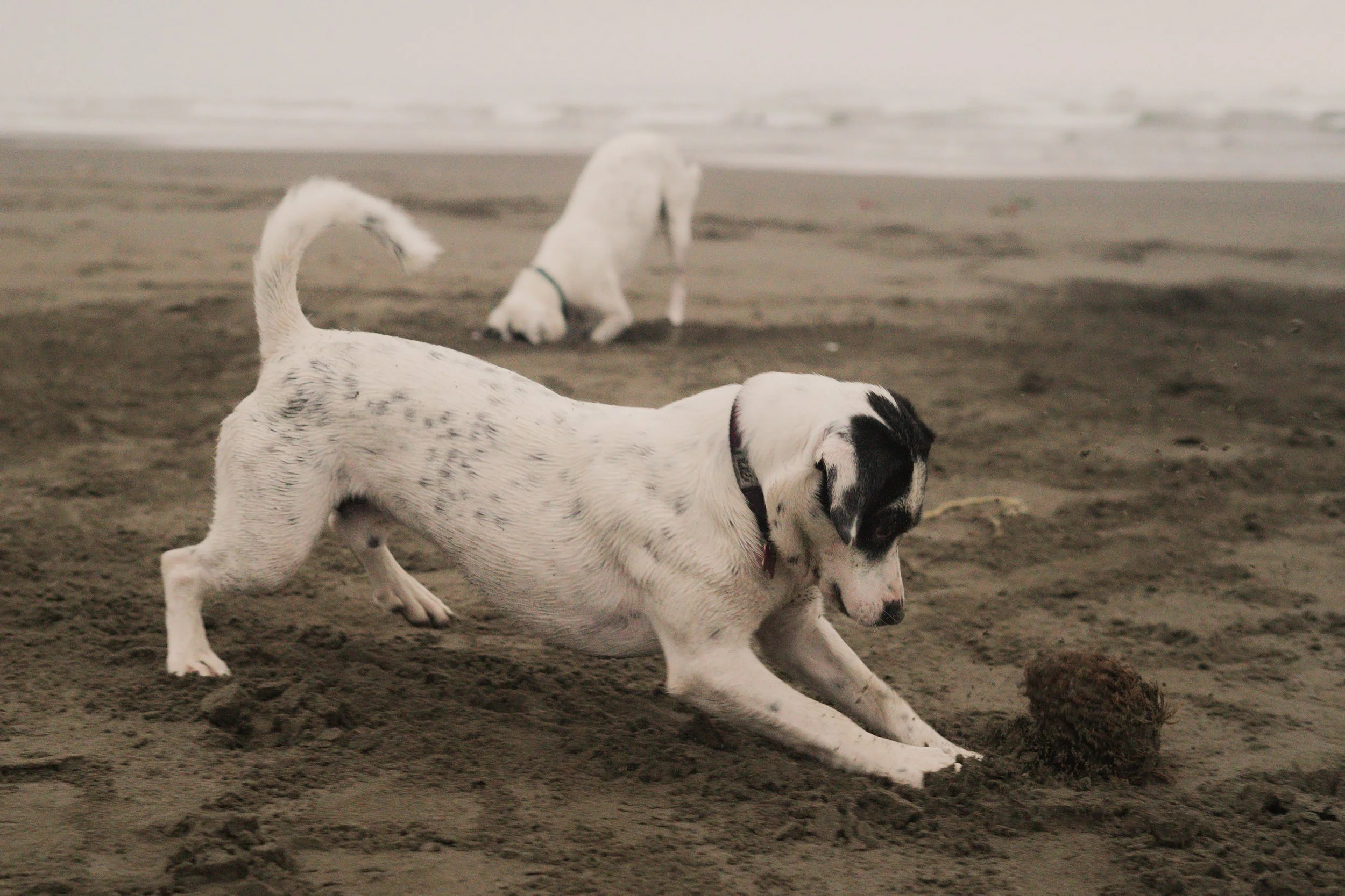 Pets-24.jpg
