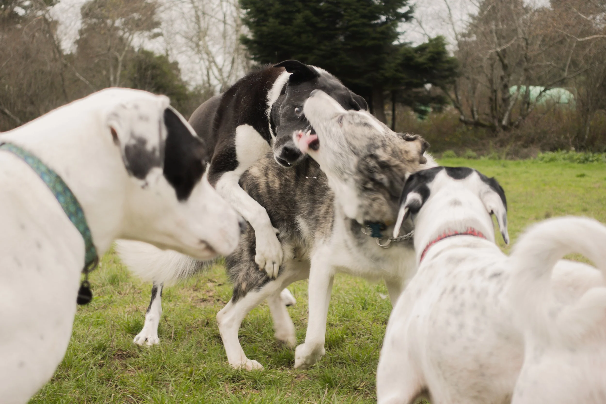 Pets-65.jpg