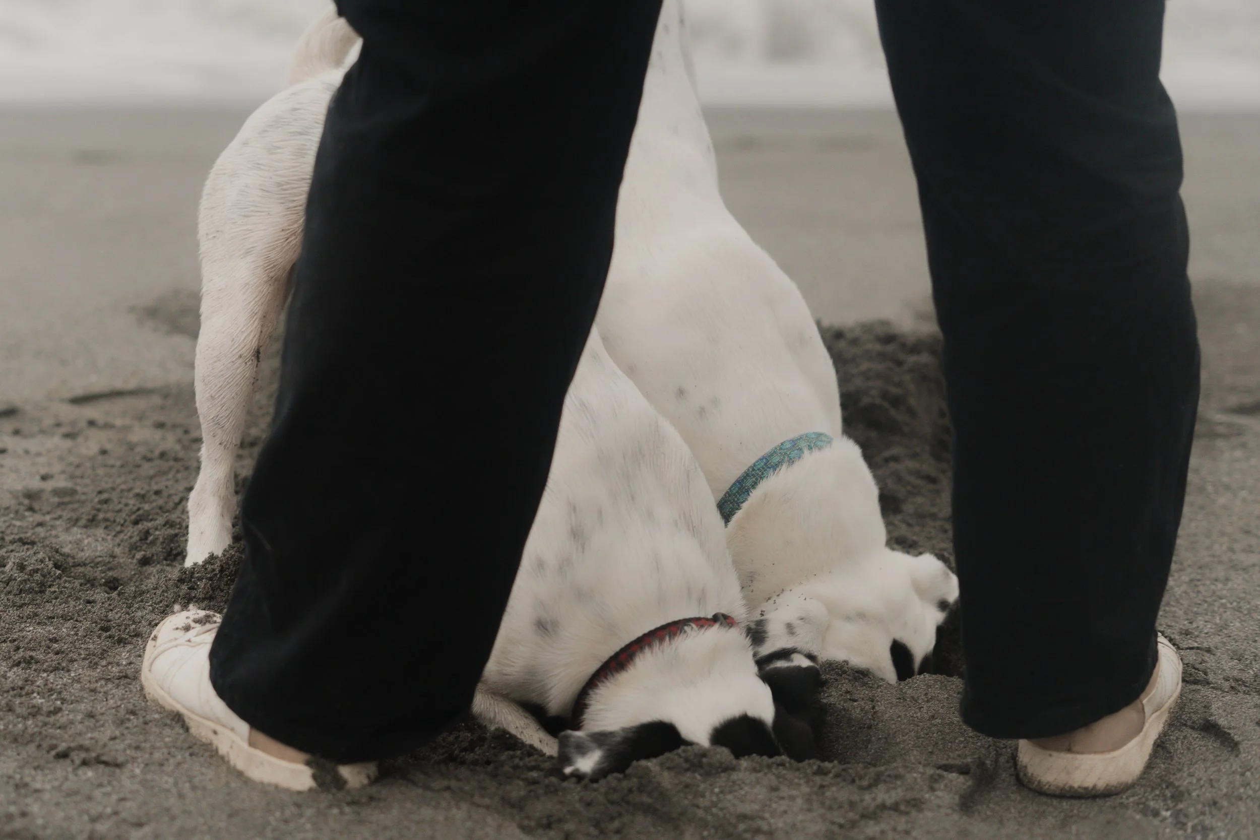 Pets-192.jpg