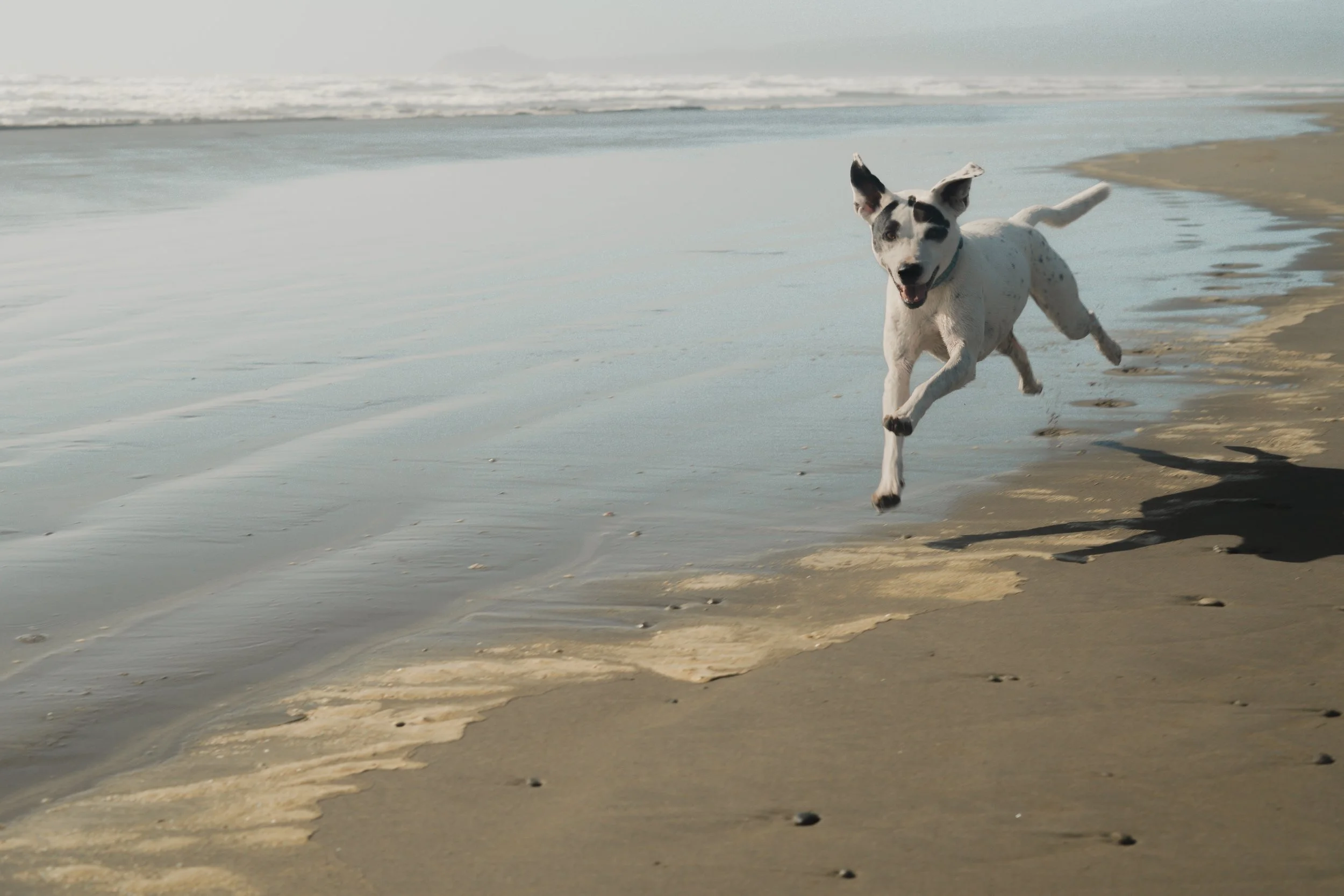 Pets-104.jpg