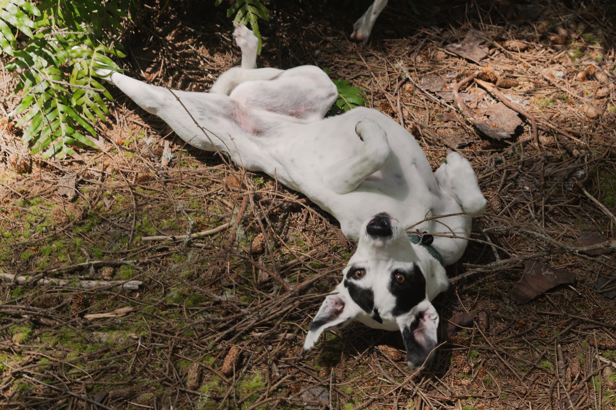 Pets-24.jpg