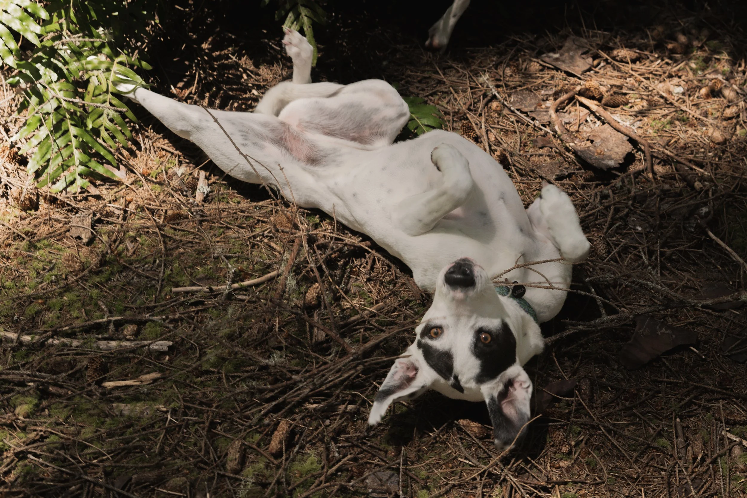 Pets-103.jpg