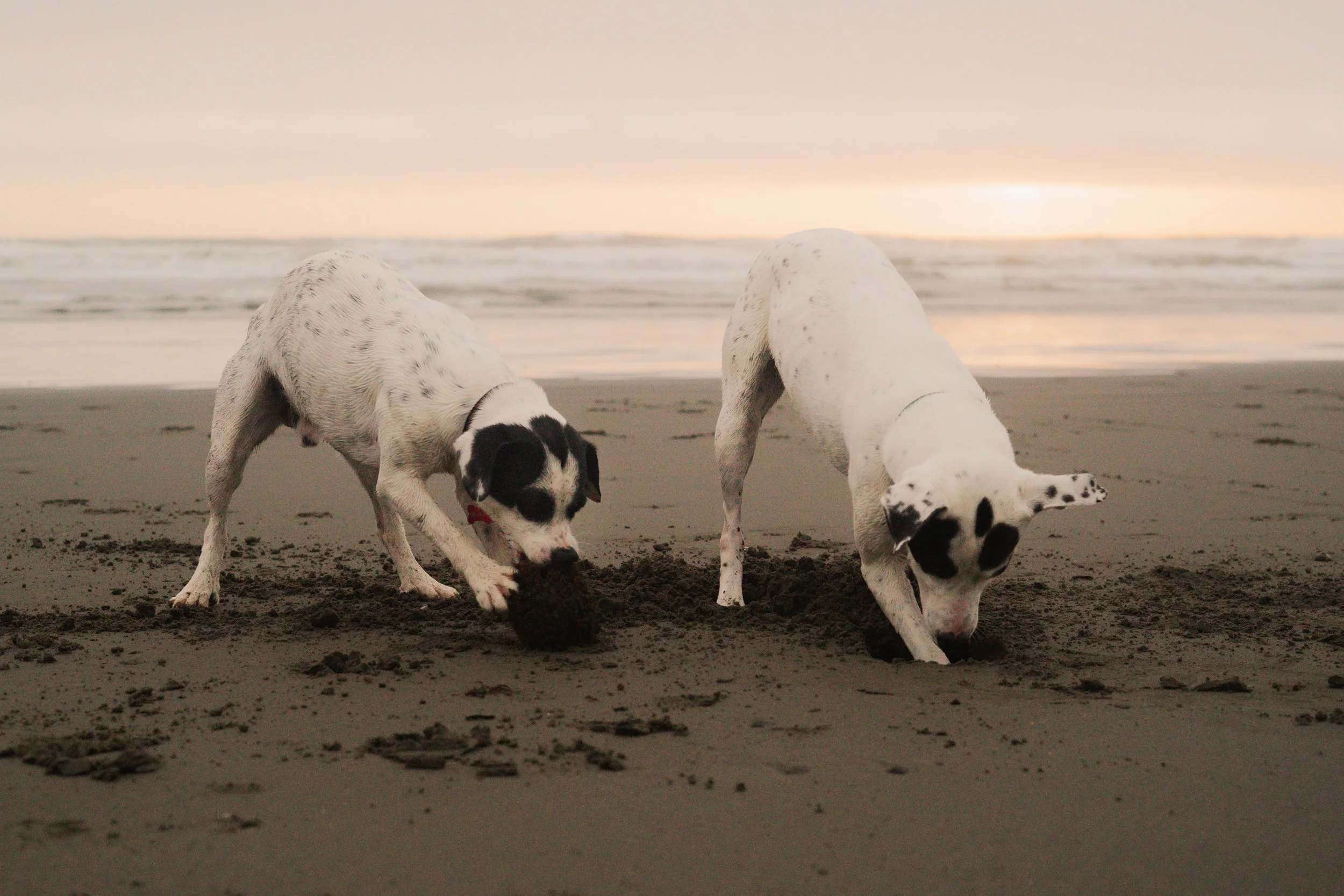 Pets-19.jpg