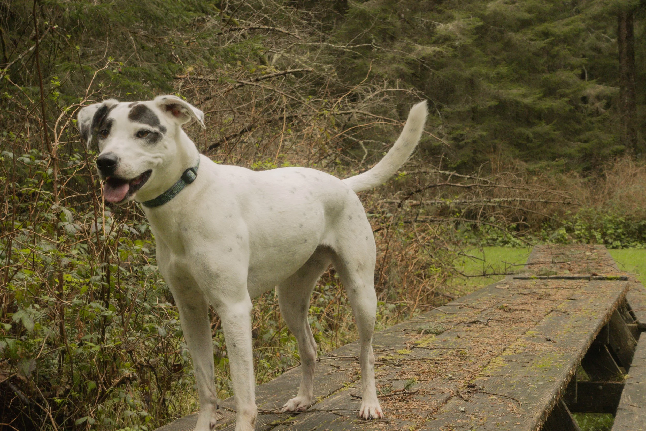 Pets-124.jpg