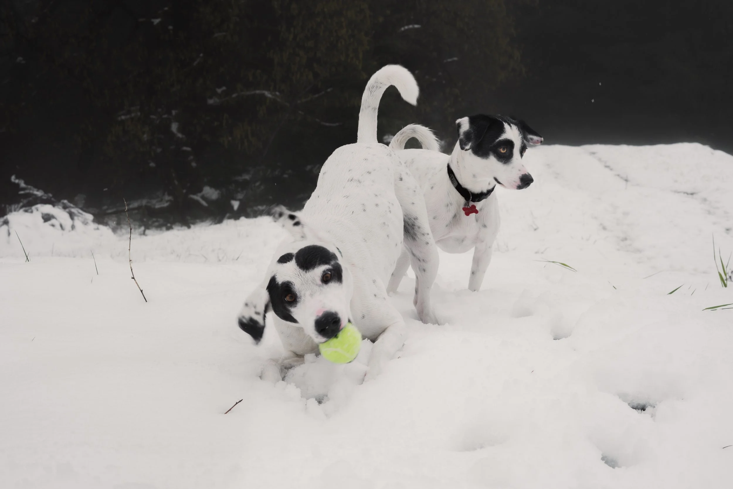 Pets-11.jpg