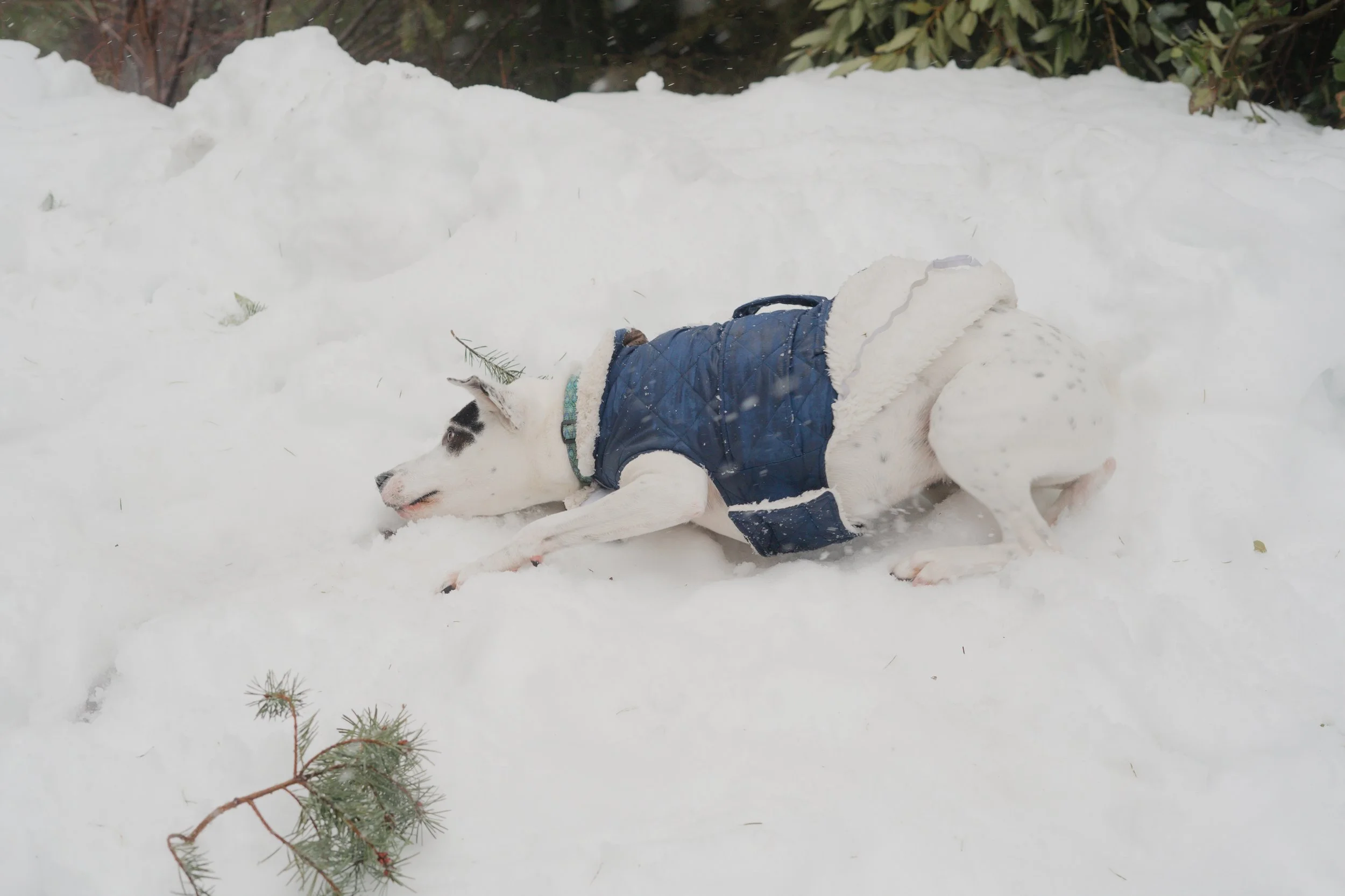 Pets-139.jpg