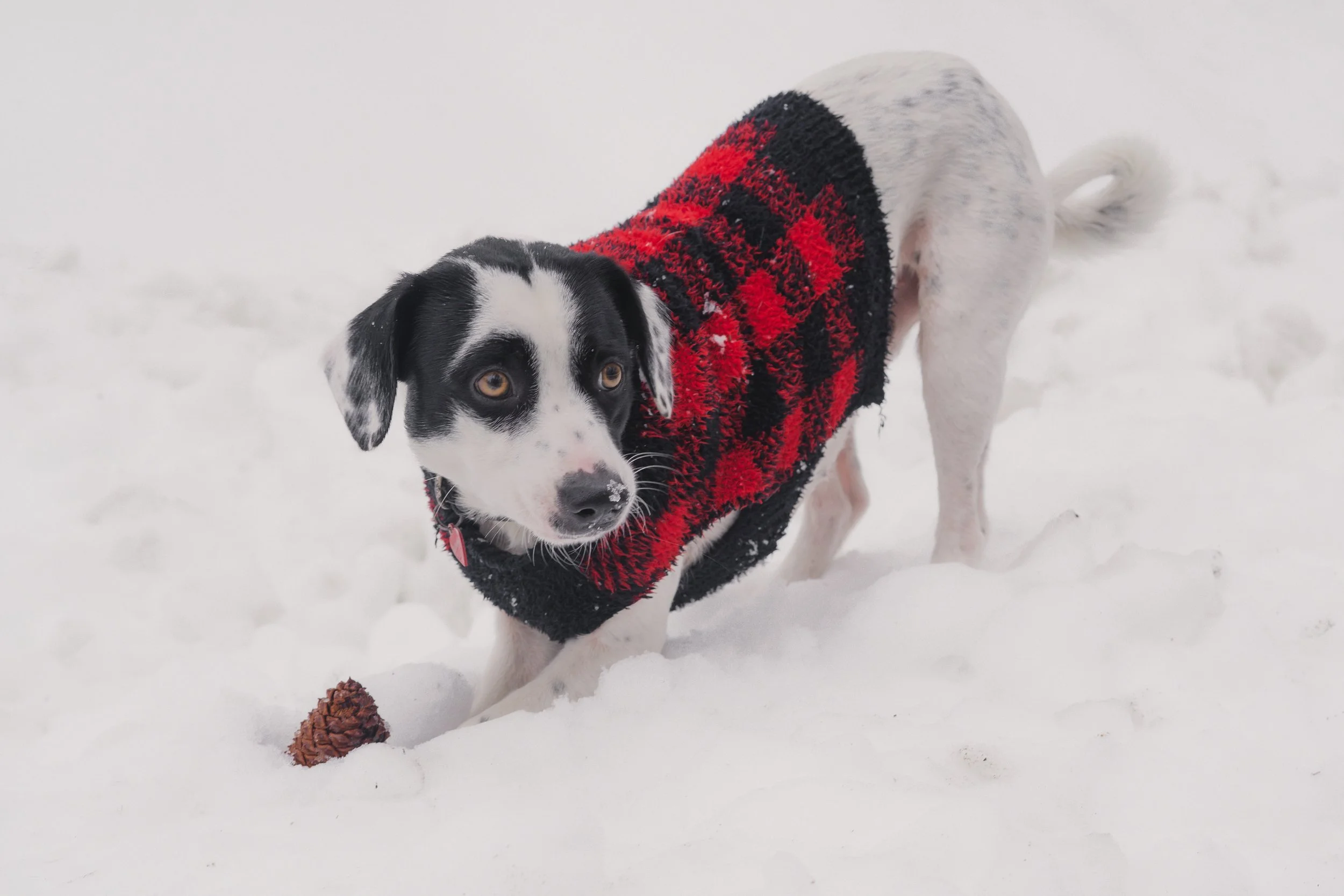 Pets-166.jpg