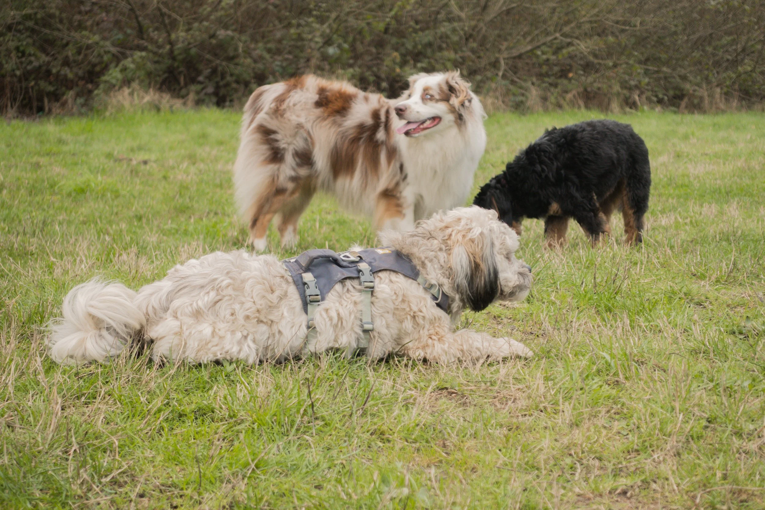 Pets-68.jpg