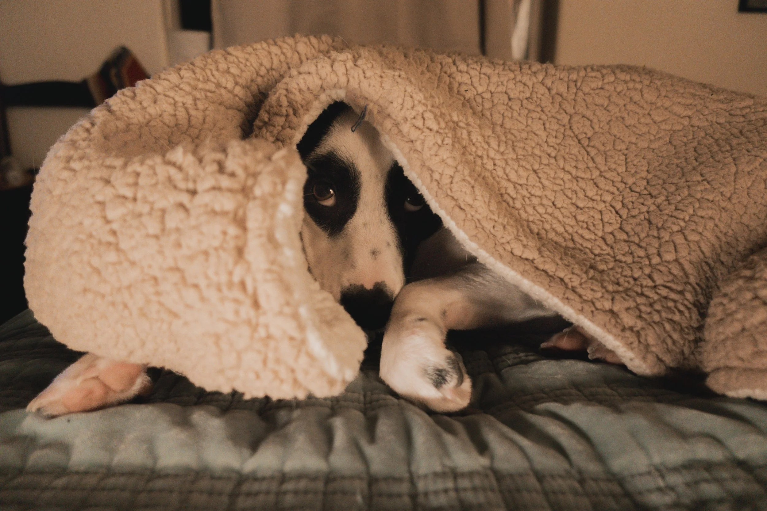 Pets-172.jpg