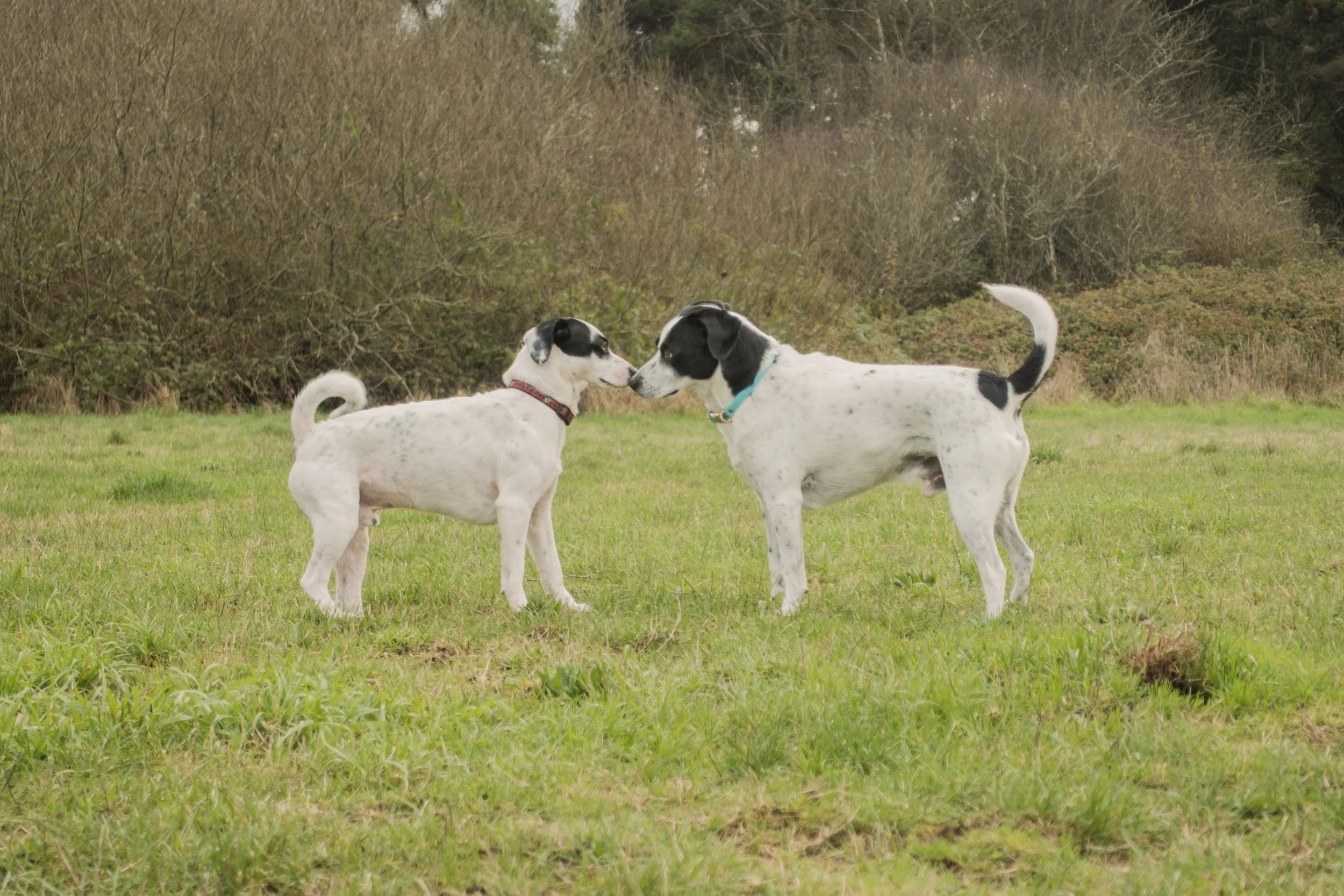 Pets-60.jpg