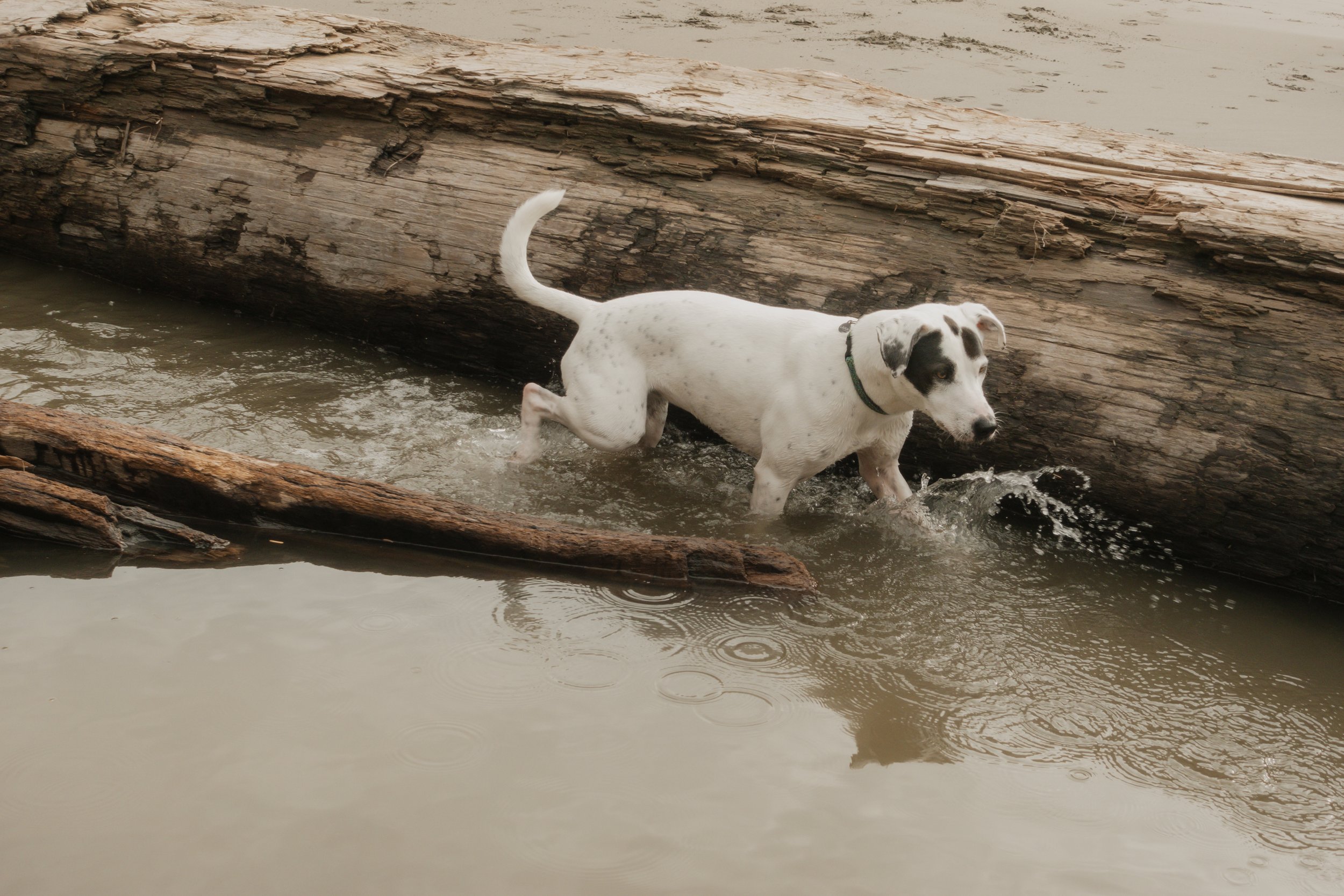 Pets-104.jpg