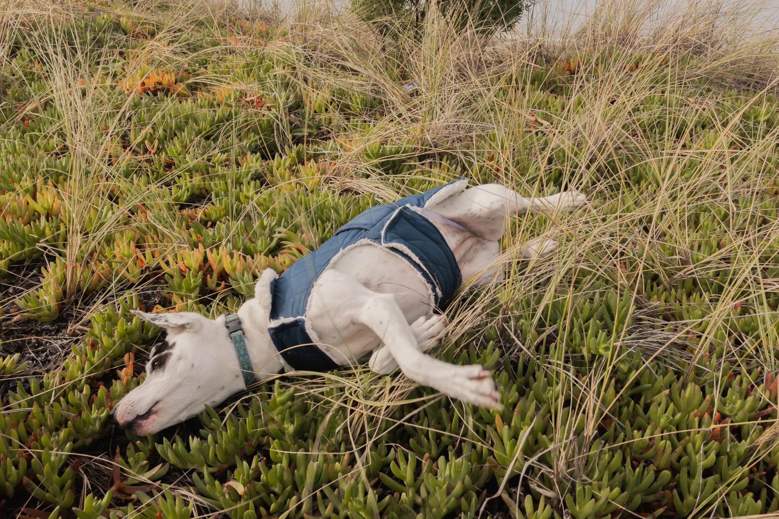 Pets-72.jpg
