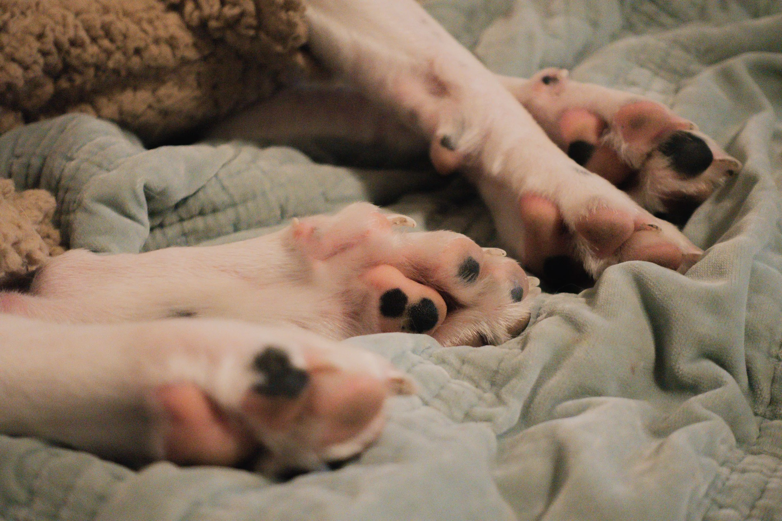 Pets-156.jpg