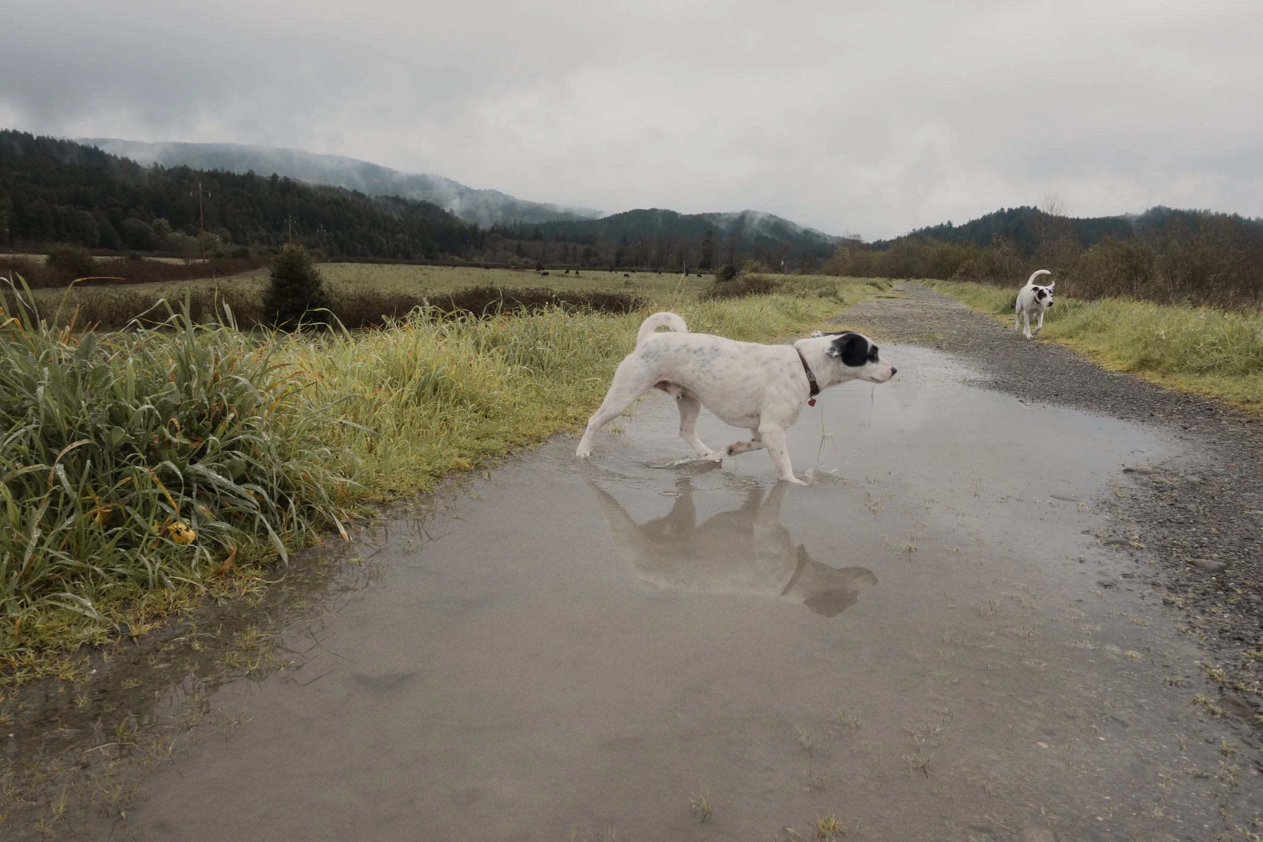 Pets-215.jpg