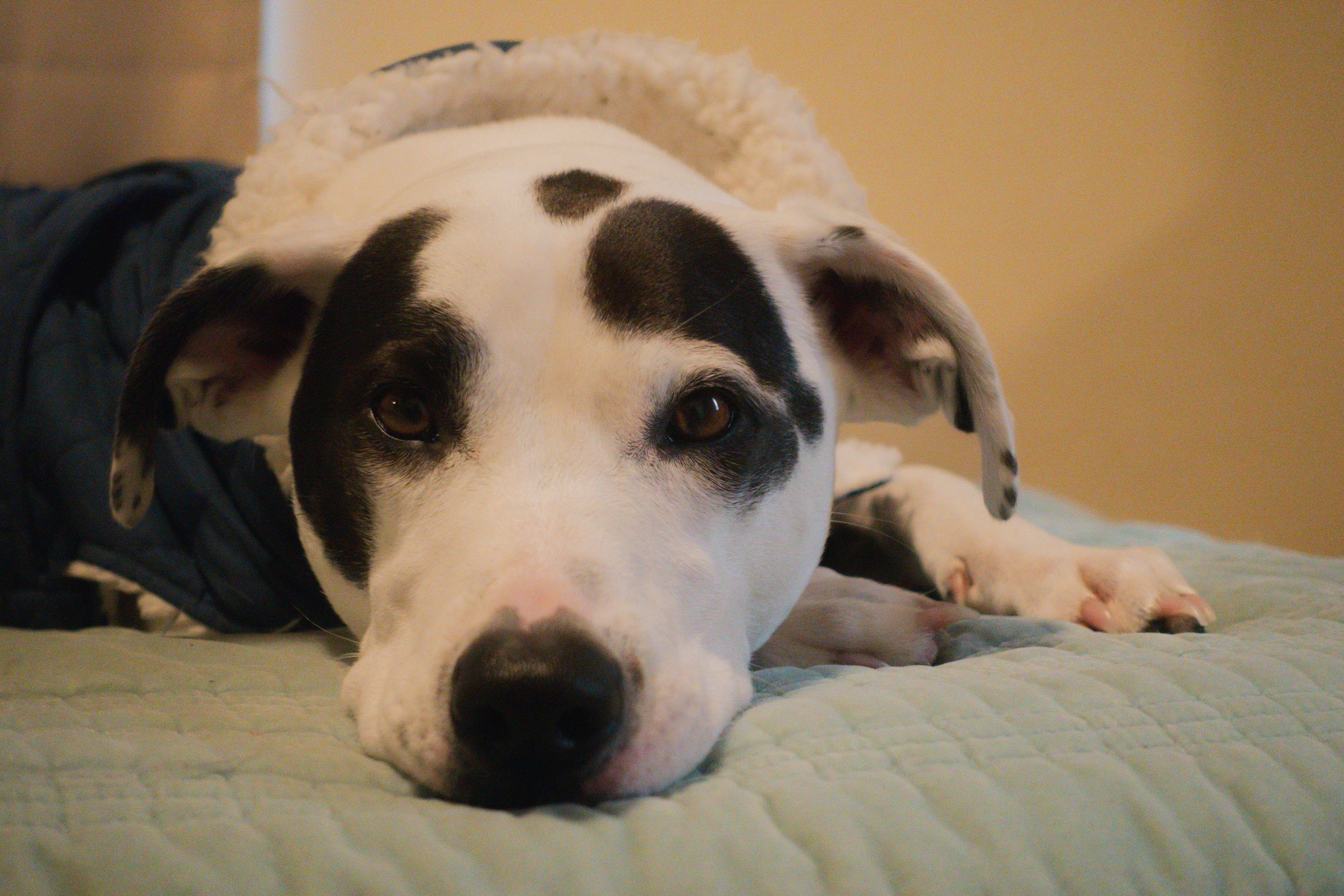 Pets-112.jpg