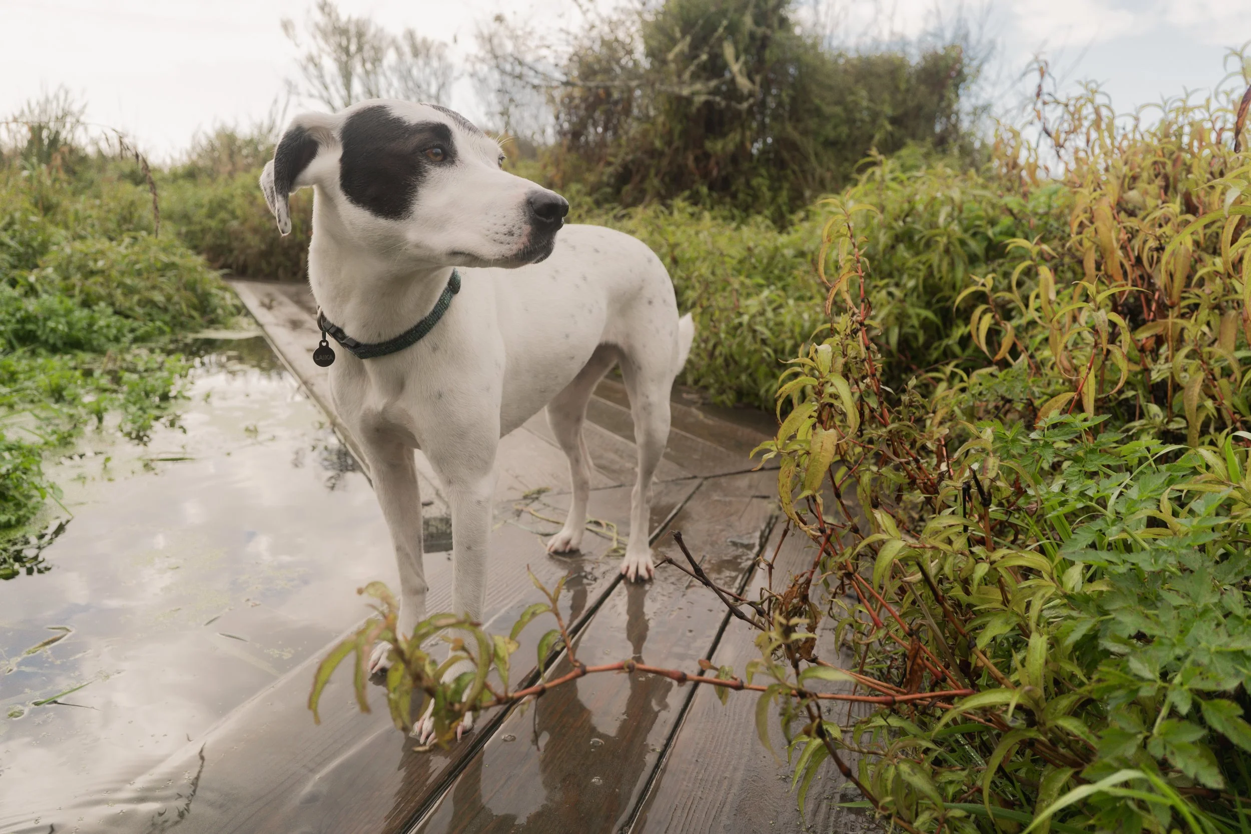Pets-51.jpg