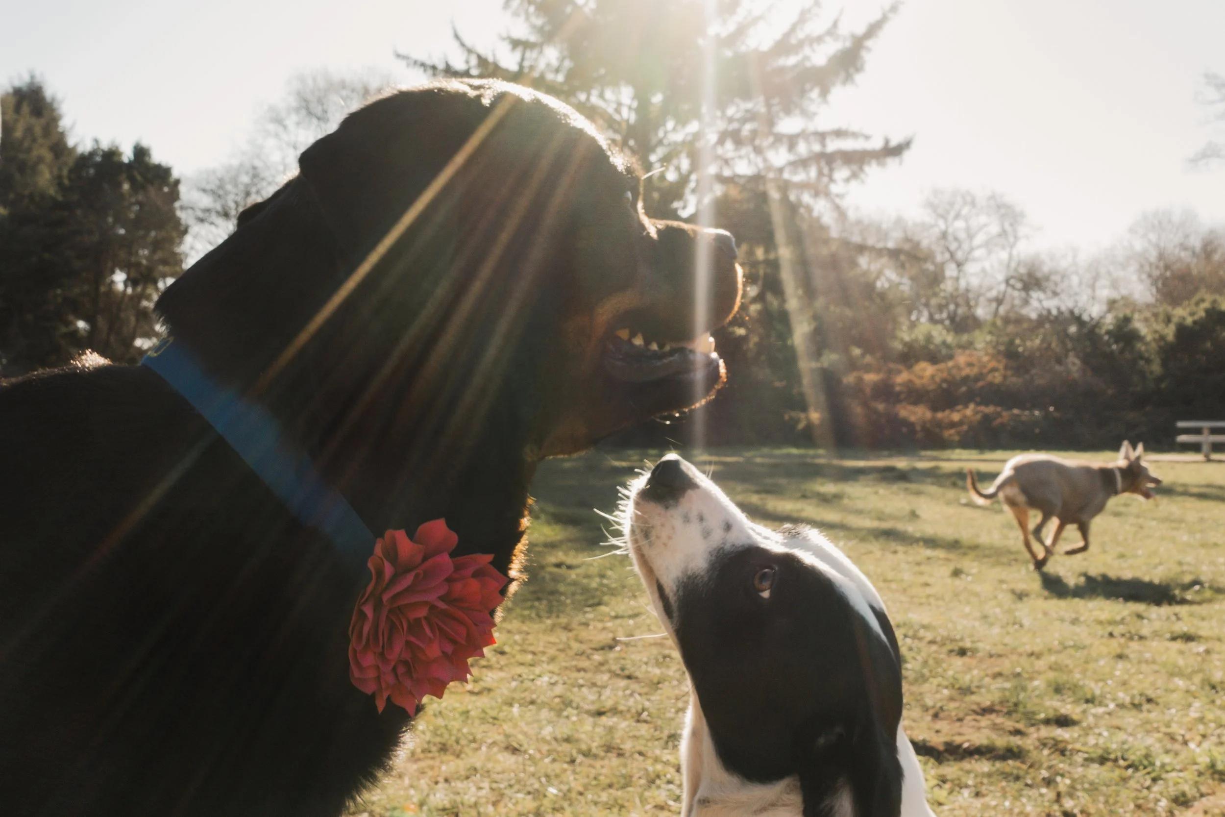 Pets-40.jpg