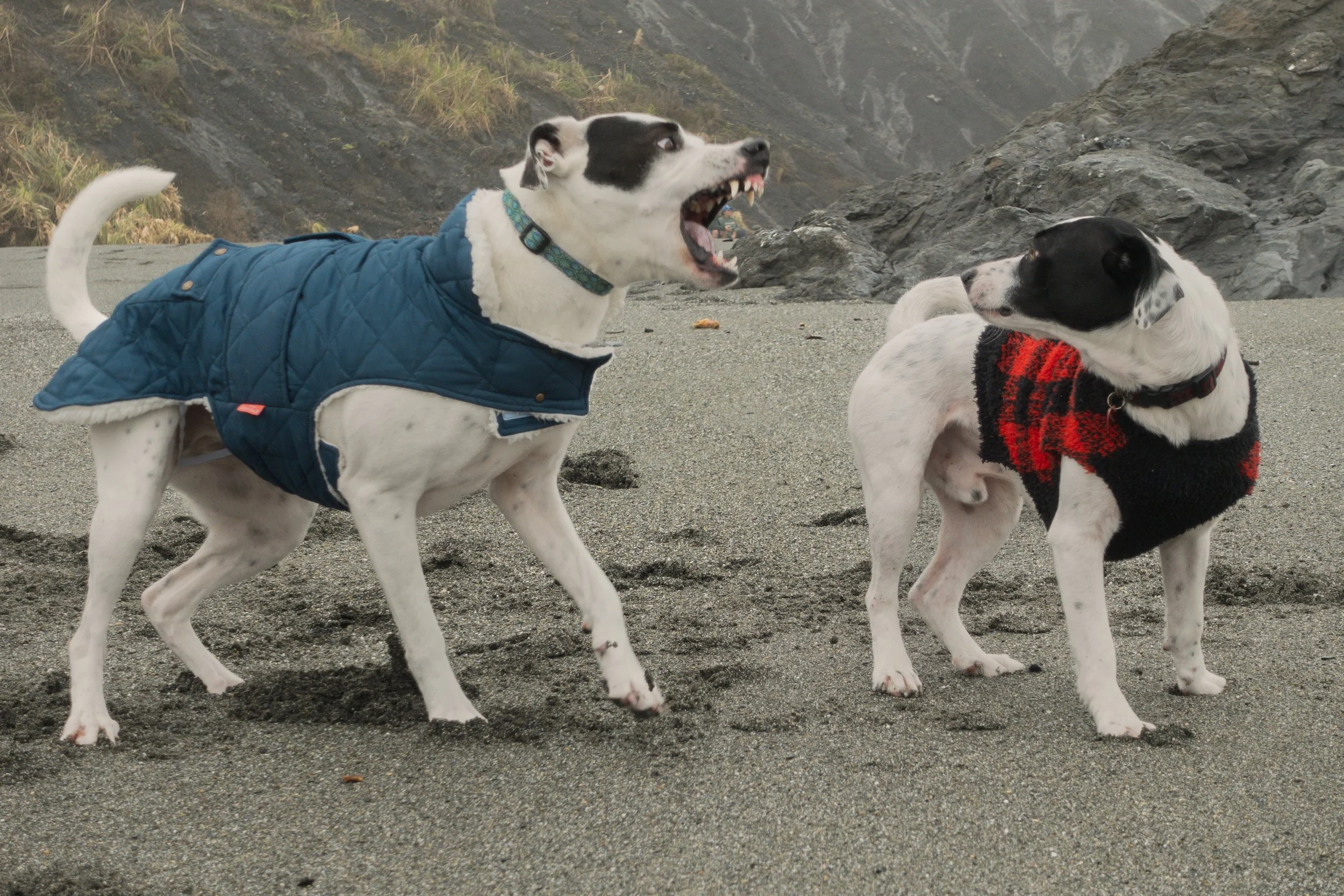Pets-197.jpg