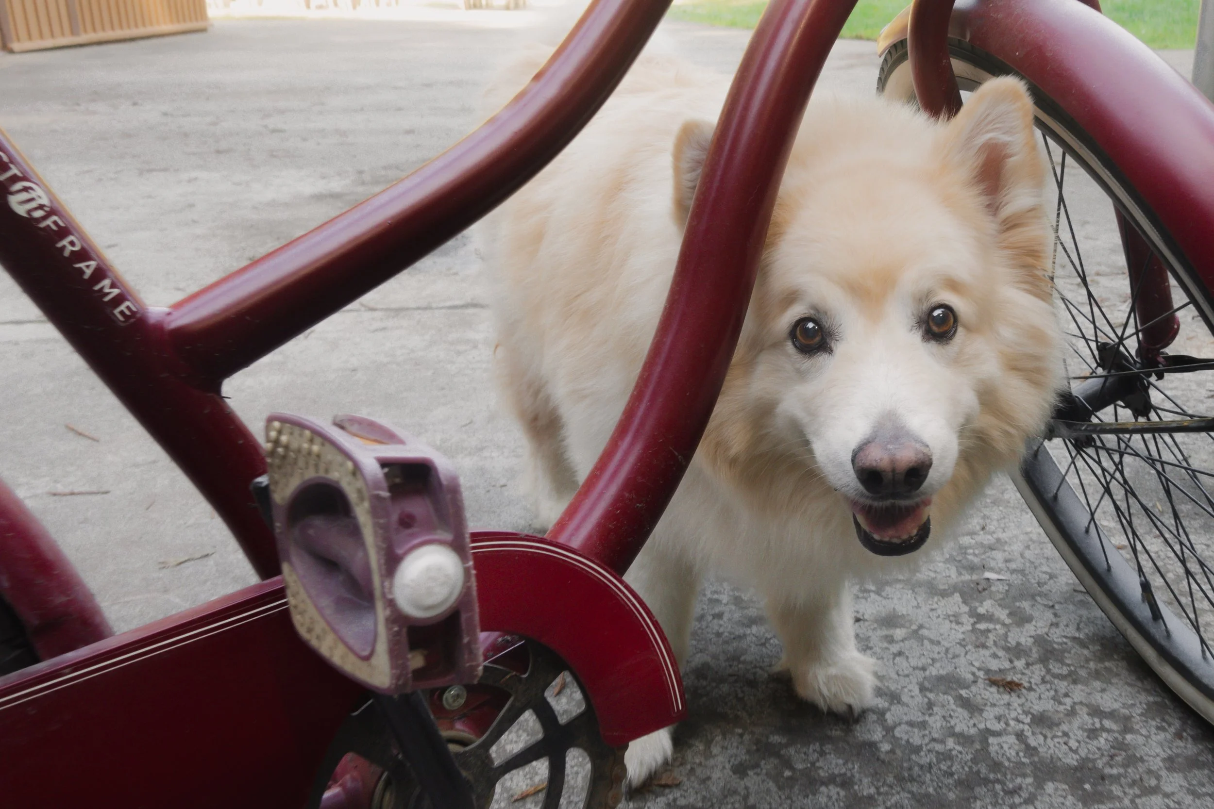 Pets-58.jpg