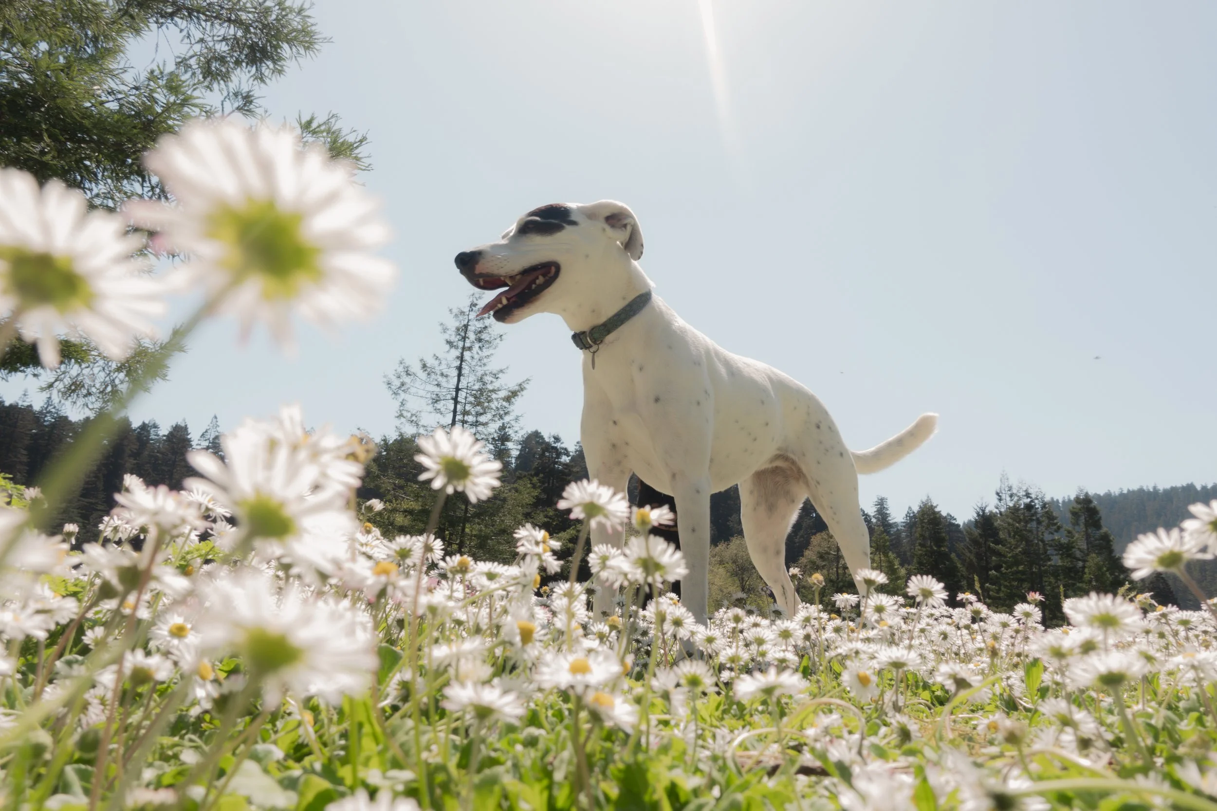 Pets-166.jpg