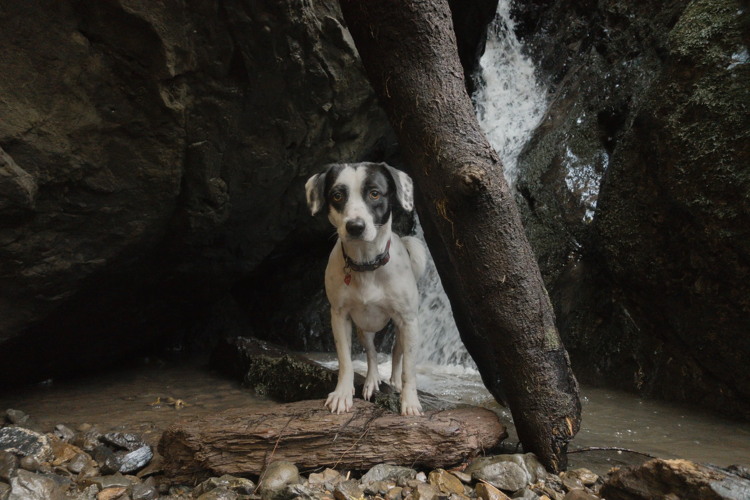 Pets-169.jpg