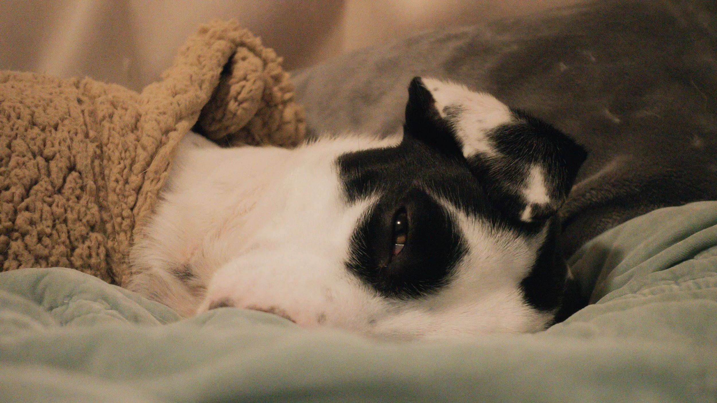 PetCollageOrdered_63.jpg