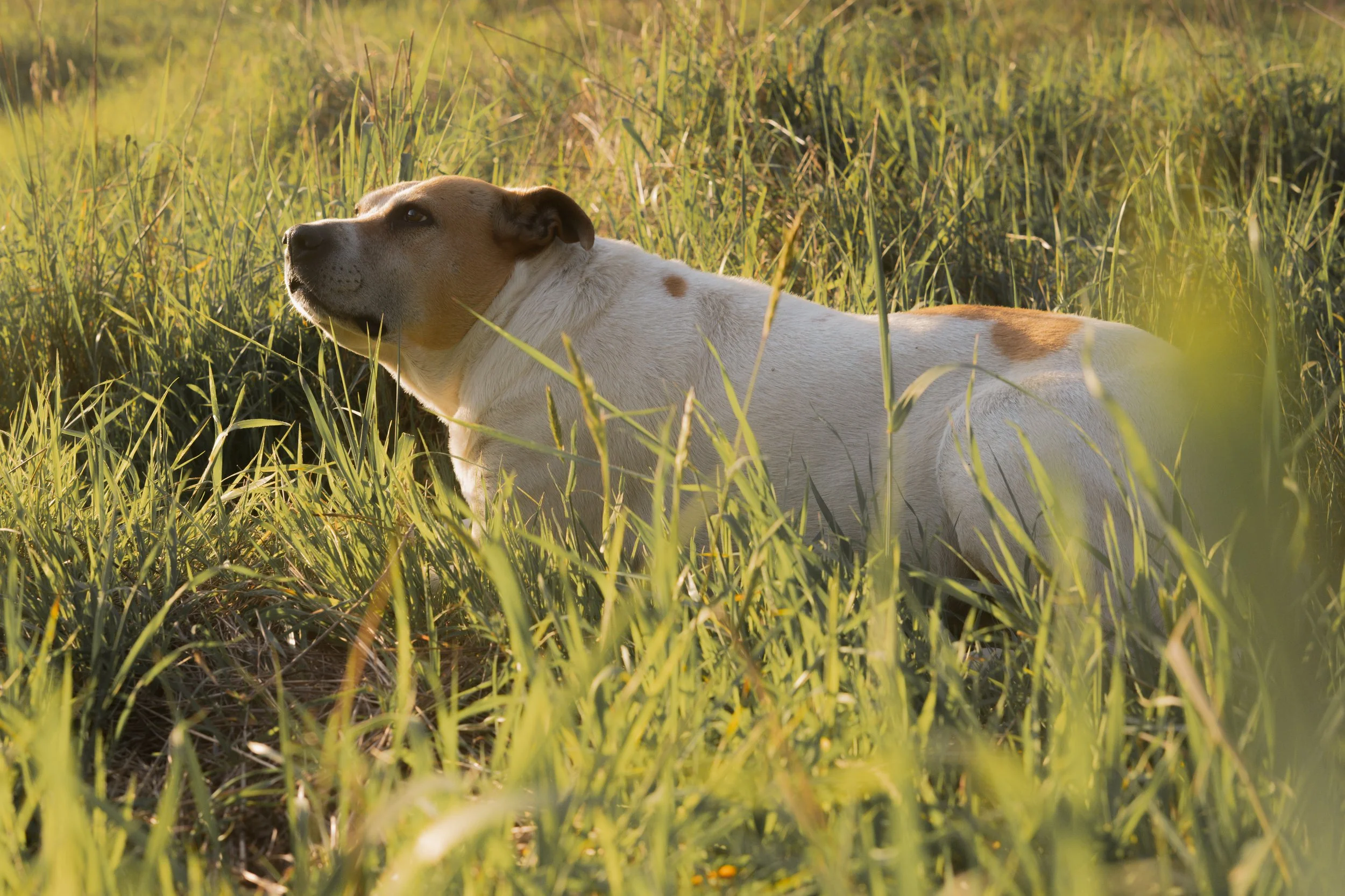 Pets-69.jpg