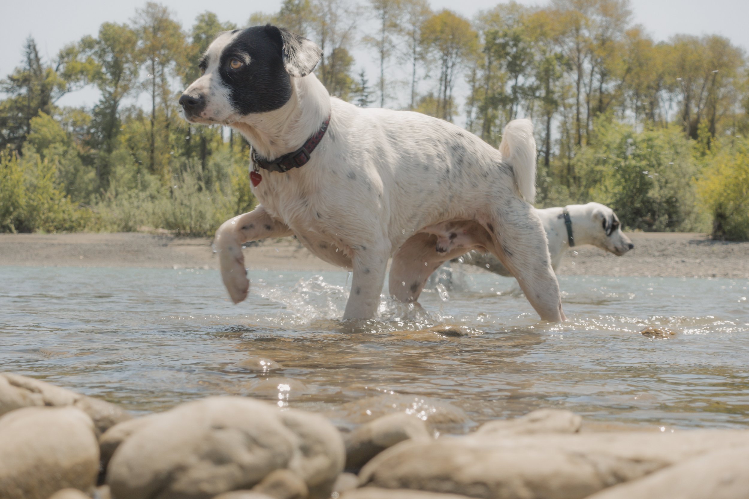 Pets-180.jpg