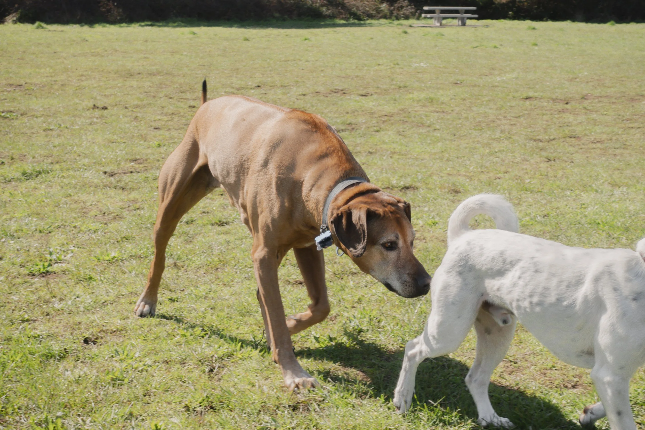 Pets-134.jpg