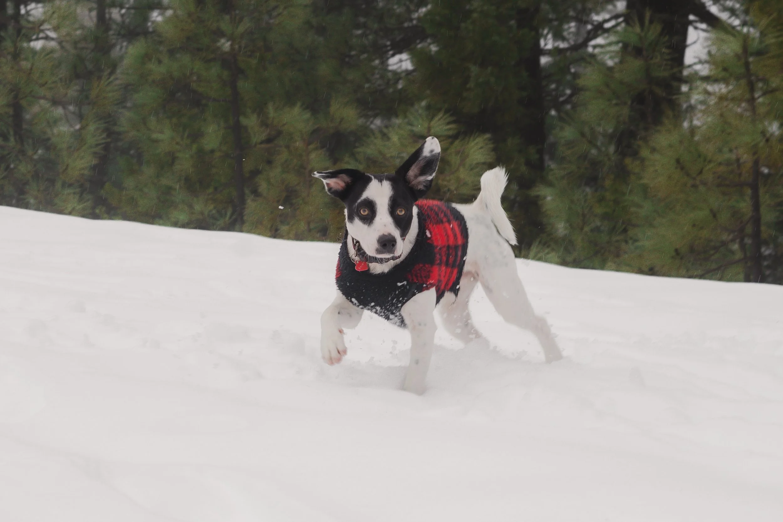 Pets-164.jpg