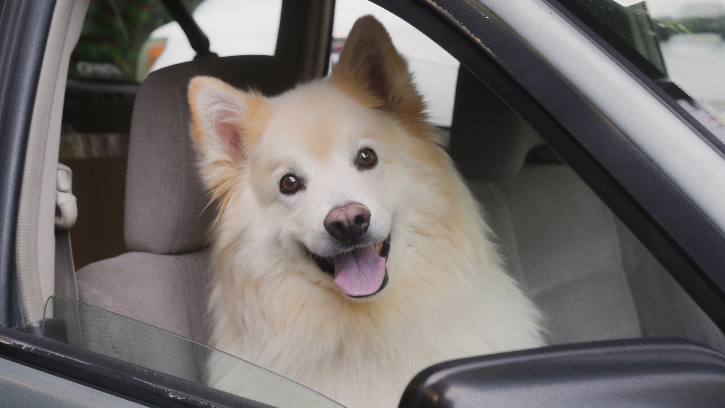 PetCollageOrdered_11.jpg