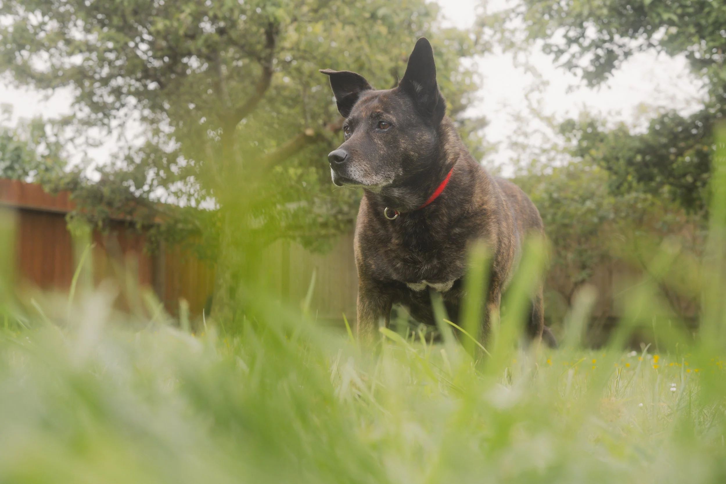Pets-215.jpg