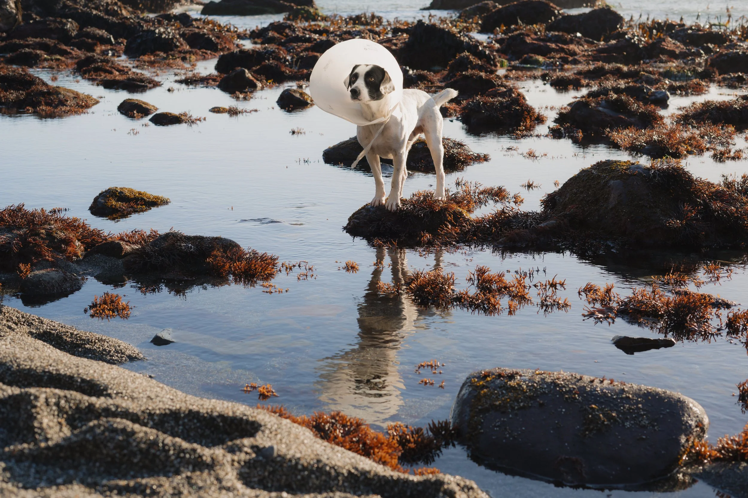 Pets-161.jpg