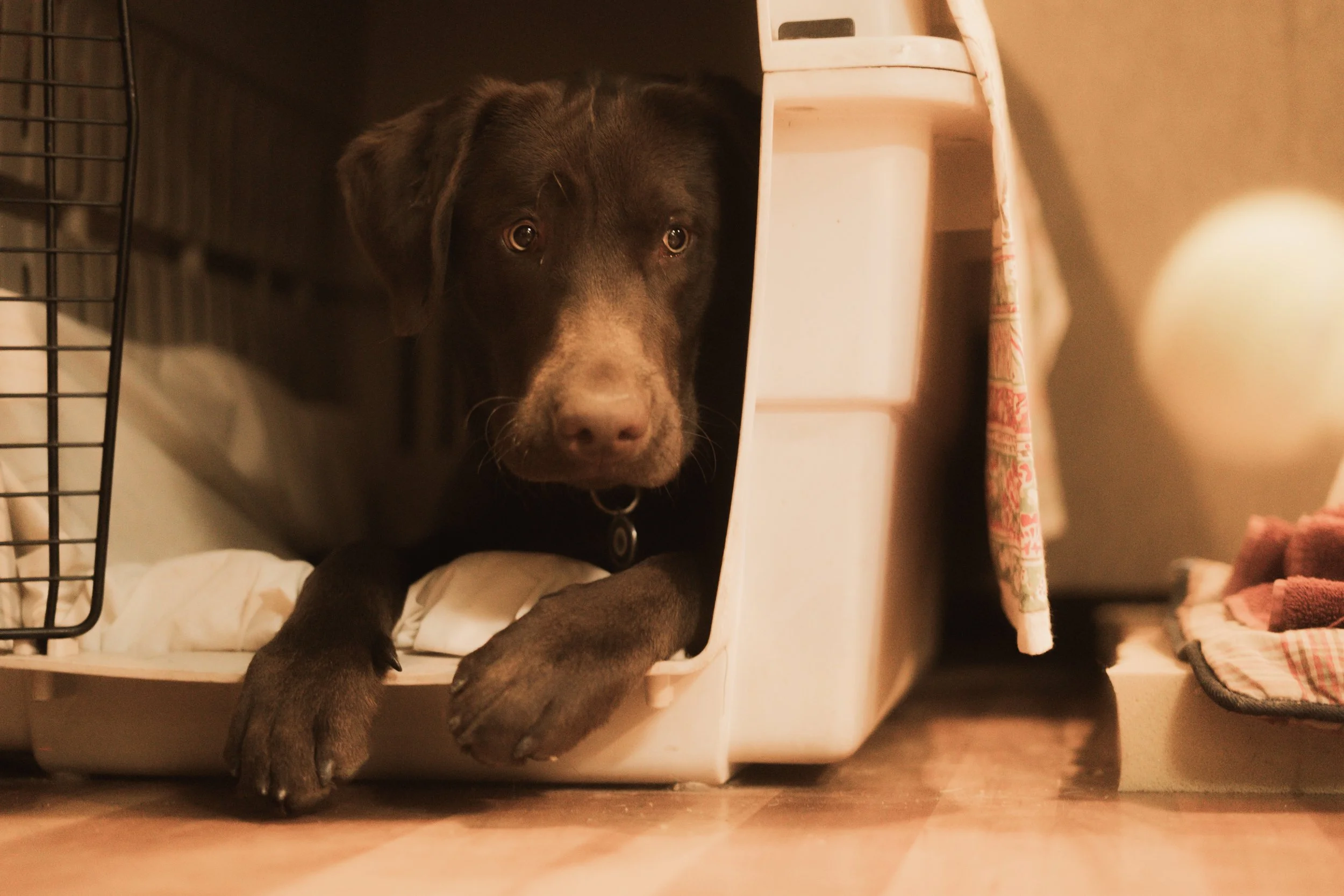 Pets-72.jpg