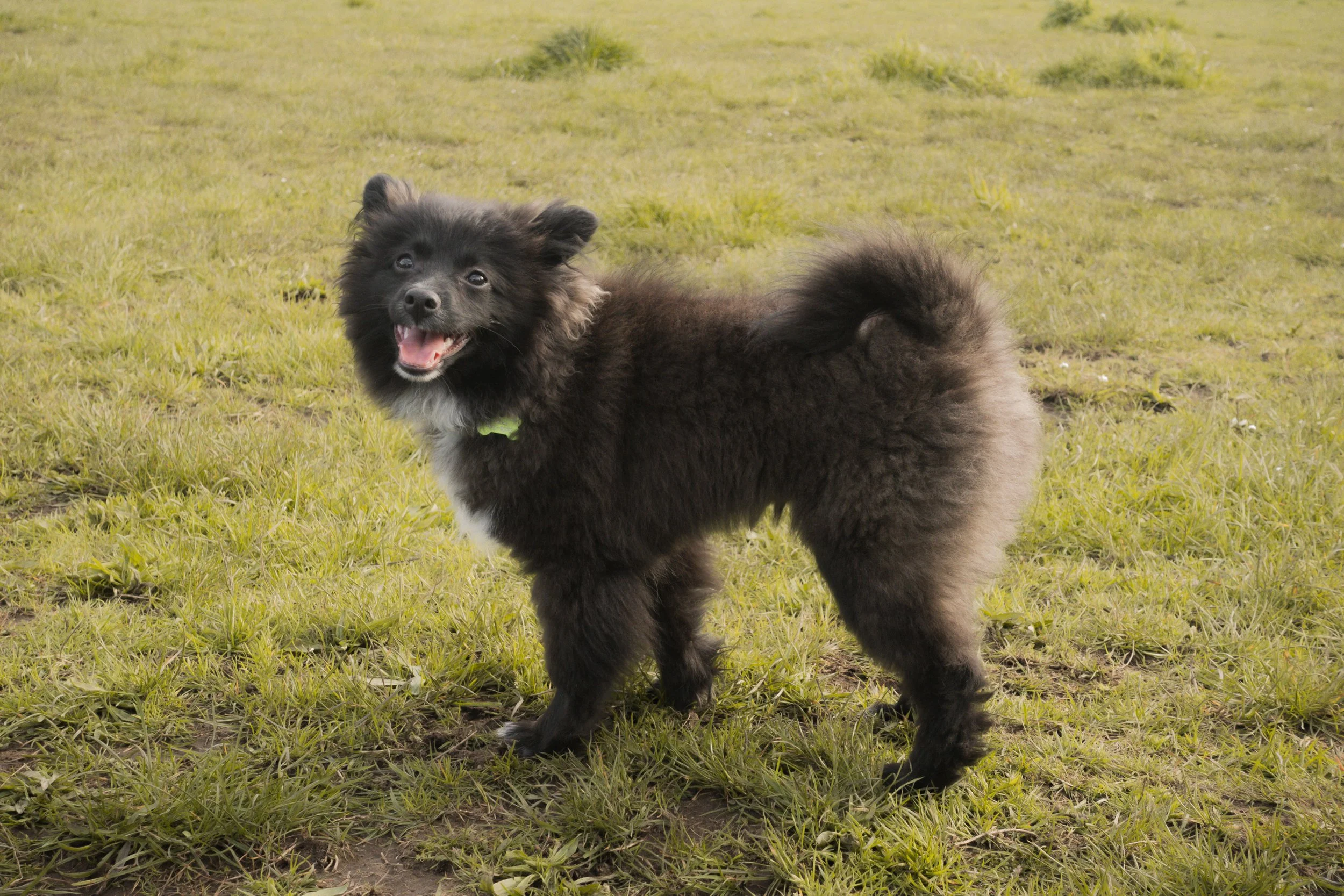 Pets-62.jpg