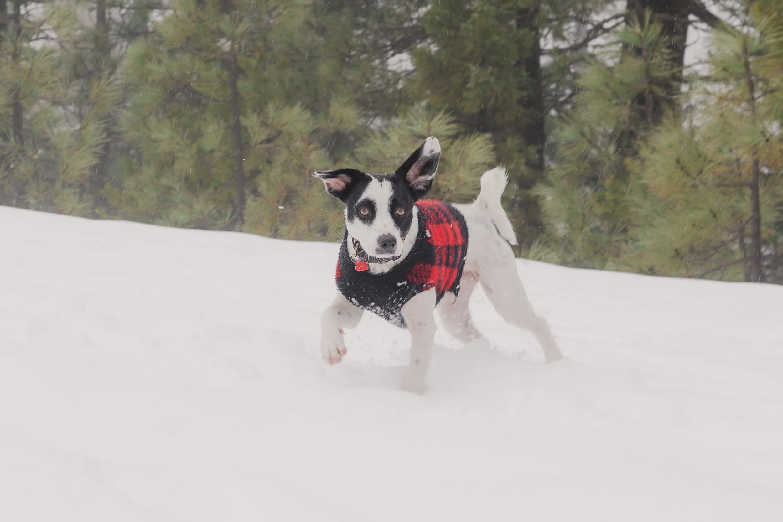 Pets-106.jpg
