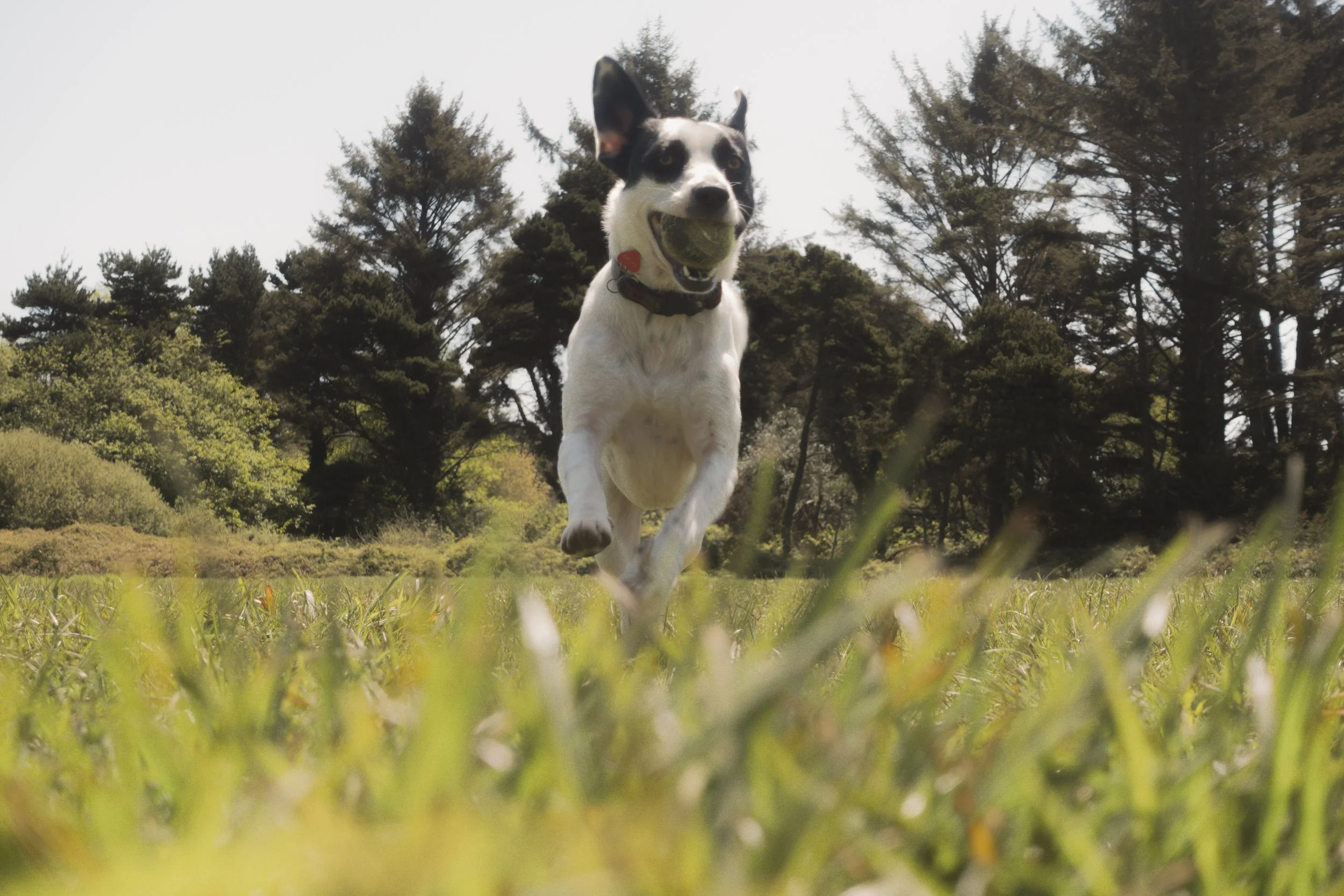 Pets-176.jpg
