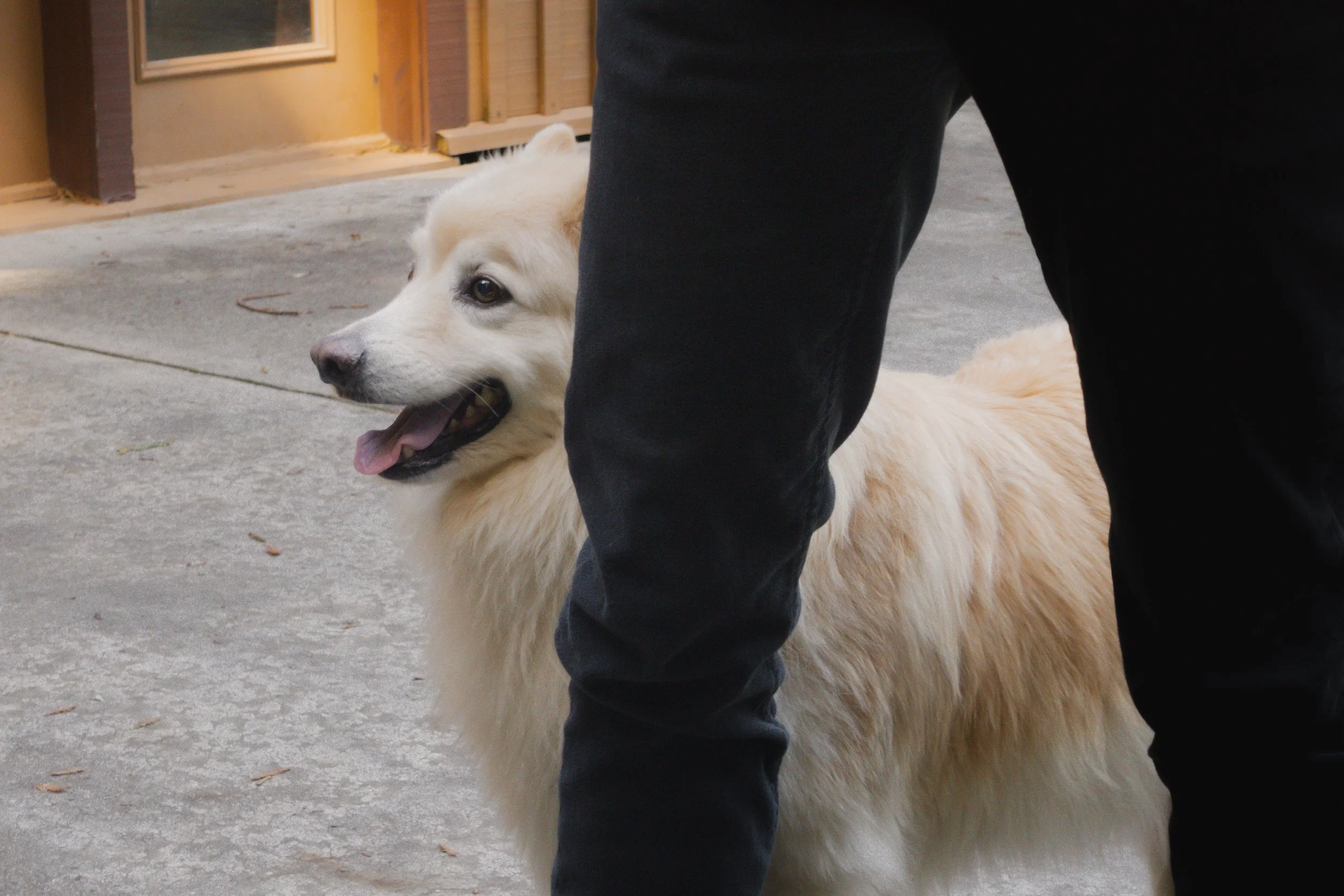 Pets-57.jpg